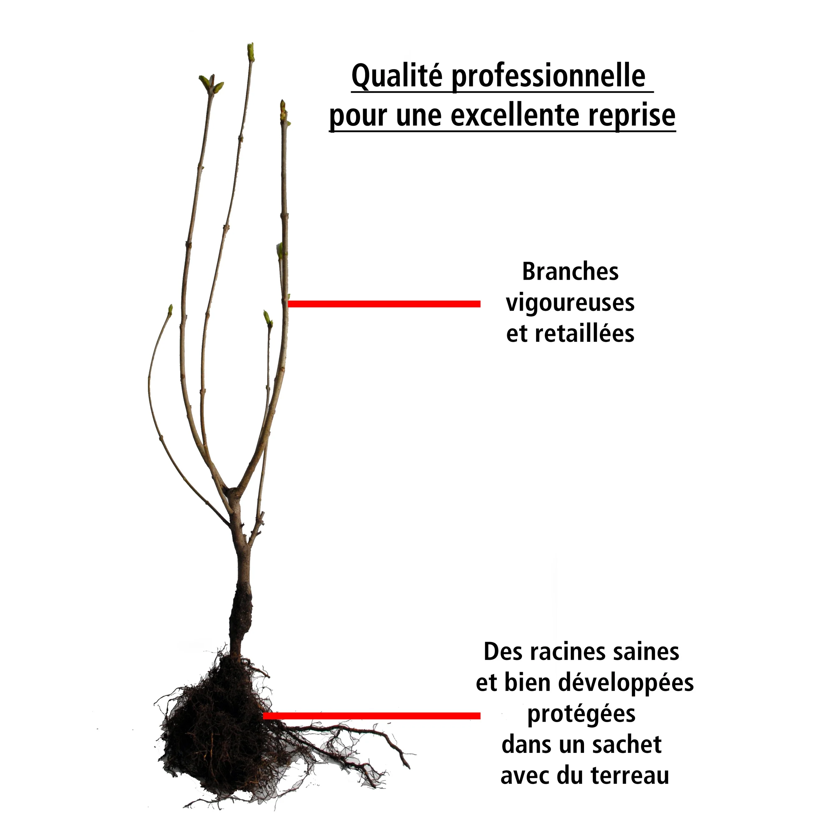Collection Haie des quatre saisons- 18 arbustes EXTRA (3/5 branches) - Image 9