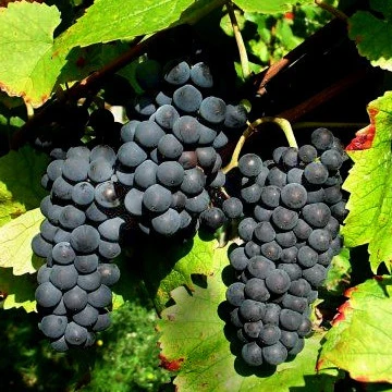 Collection de 3 Viticoles : Vitis vinifera Pinot, Merlot, Chardonnay - Image 3