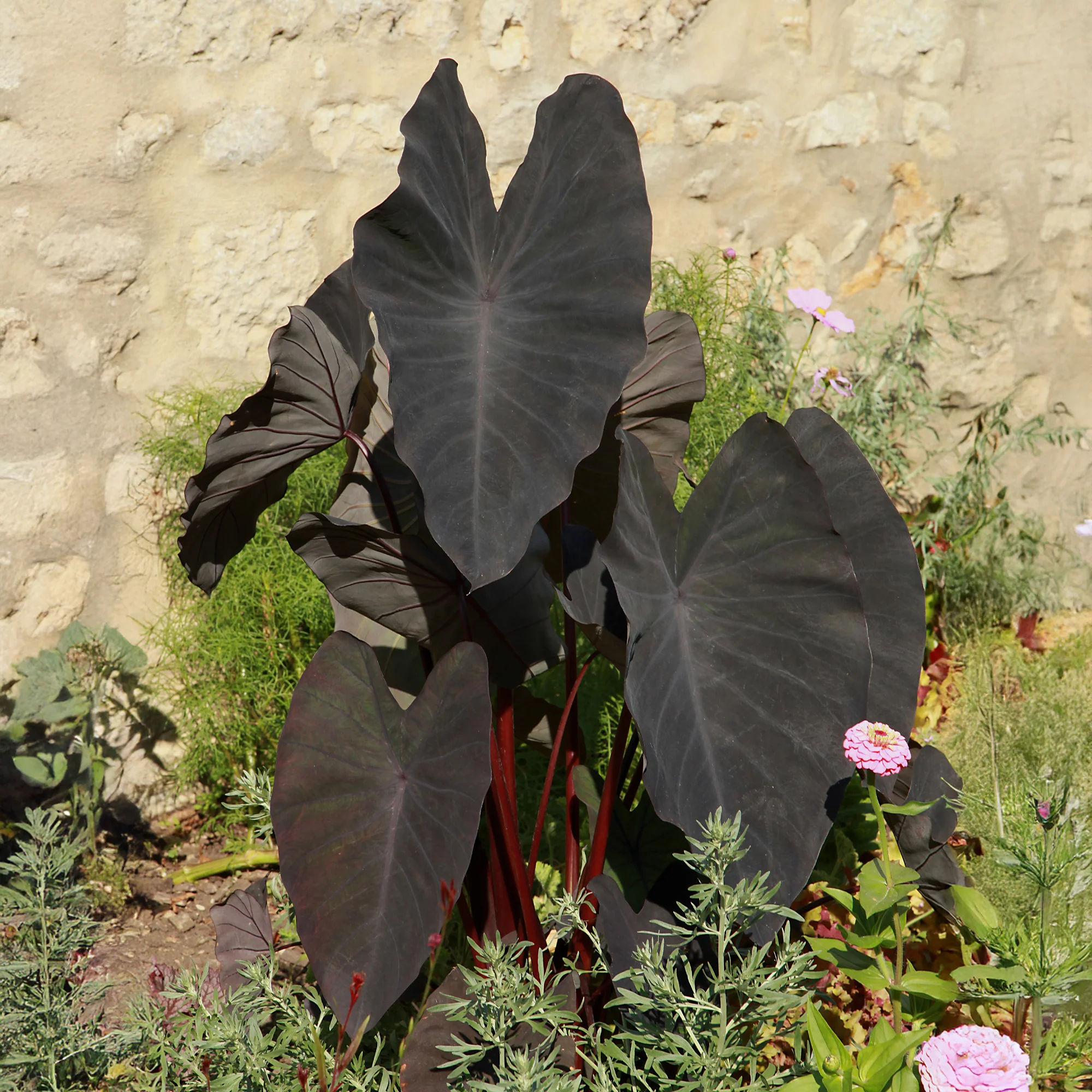 Colocasia Black Magic - Oreille d'éléphant - Image 2