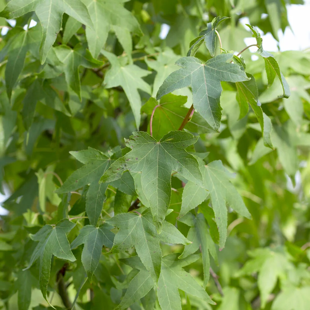Copalme d'Amérique - Liquidambar - Image 8