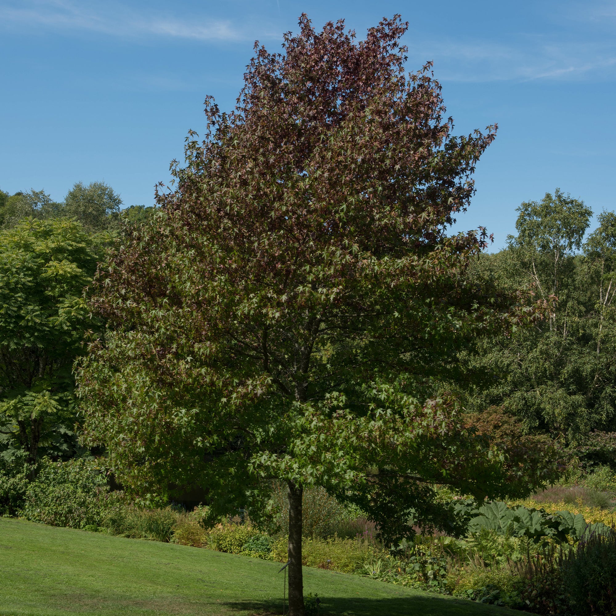 Copalme d'Amérique Worplesdon - Liquidambar