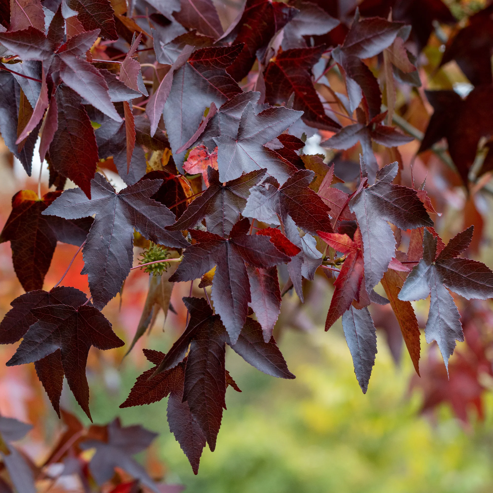 Copalme d'Amérique Worplesdon - Liquidambar - Image 2