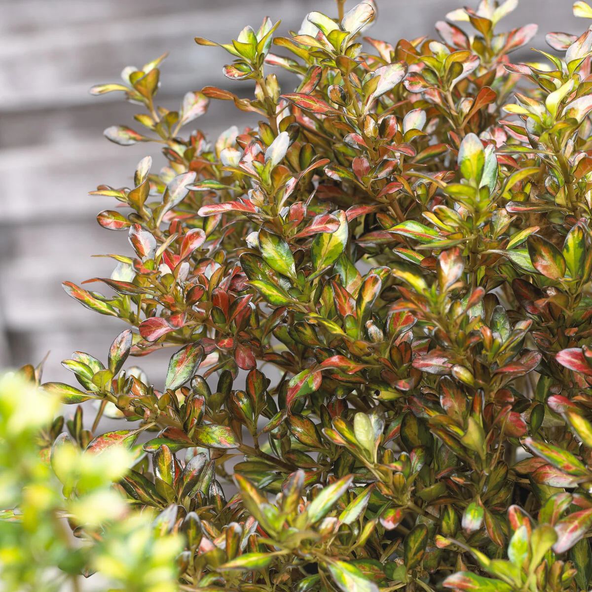 Coprosma Evening Glow - Image 3