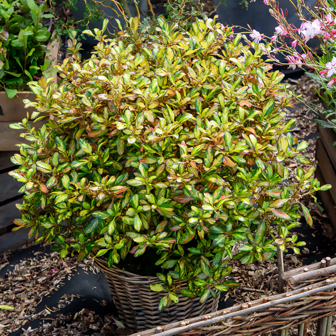 Coprosma Evening Glow - Image 4