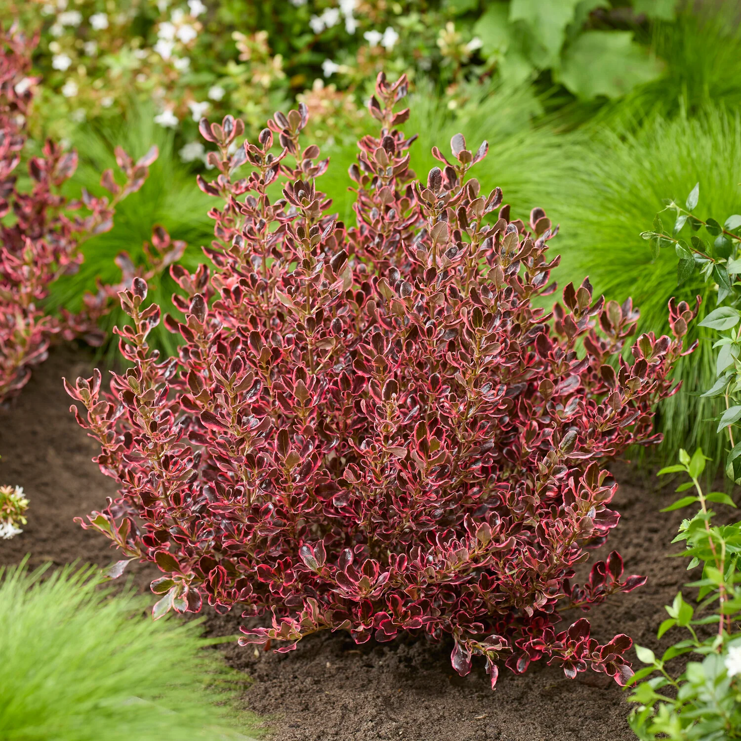 Coprosma repens Eclipse®