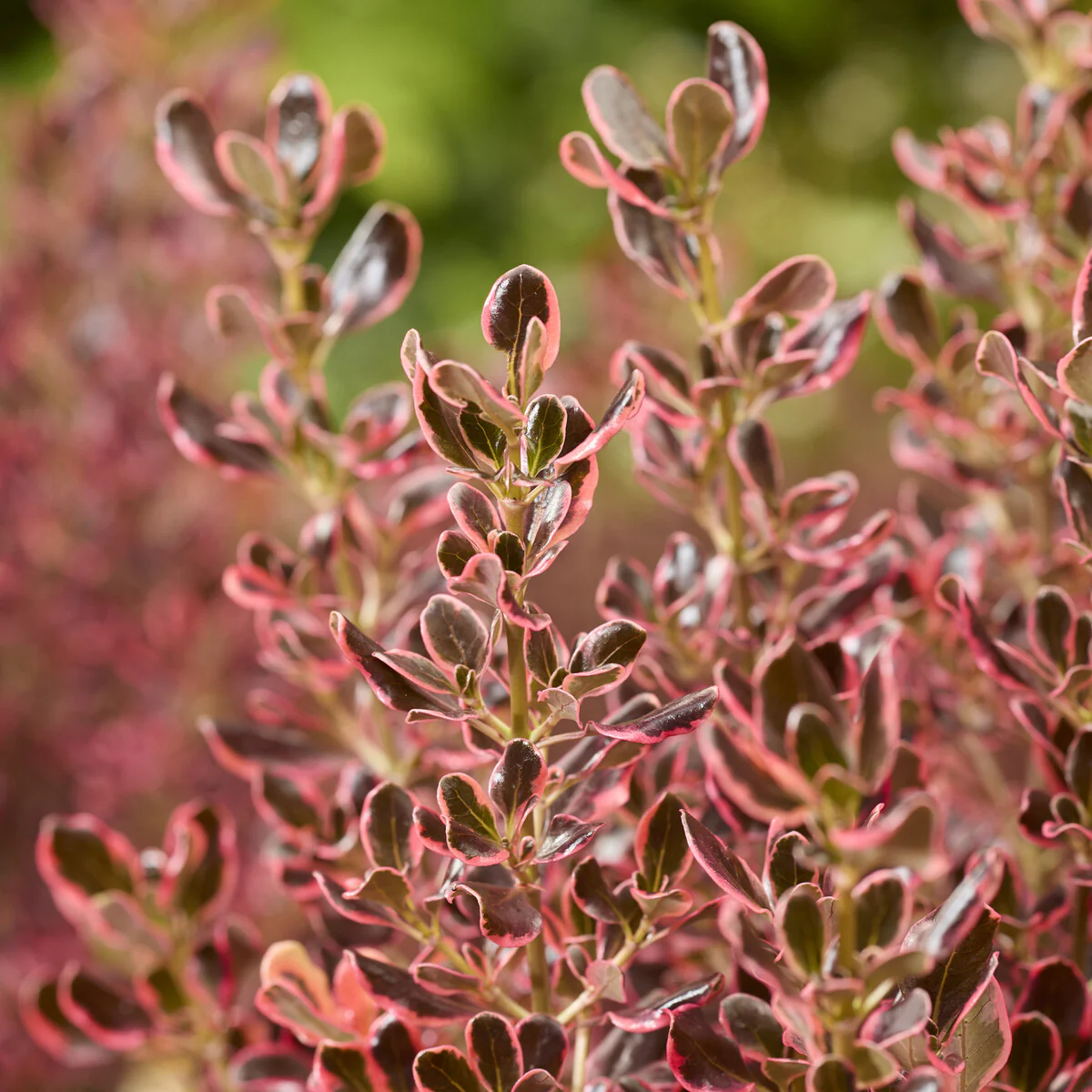 Coprosma repens Eclipse® - Image 2