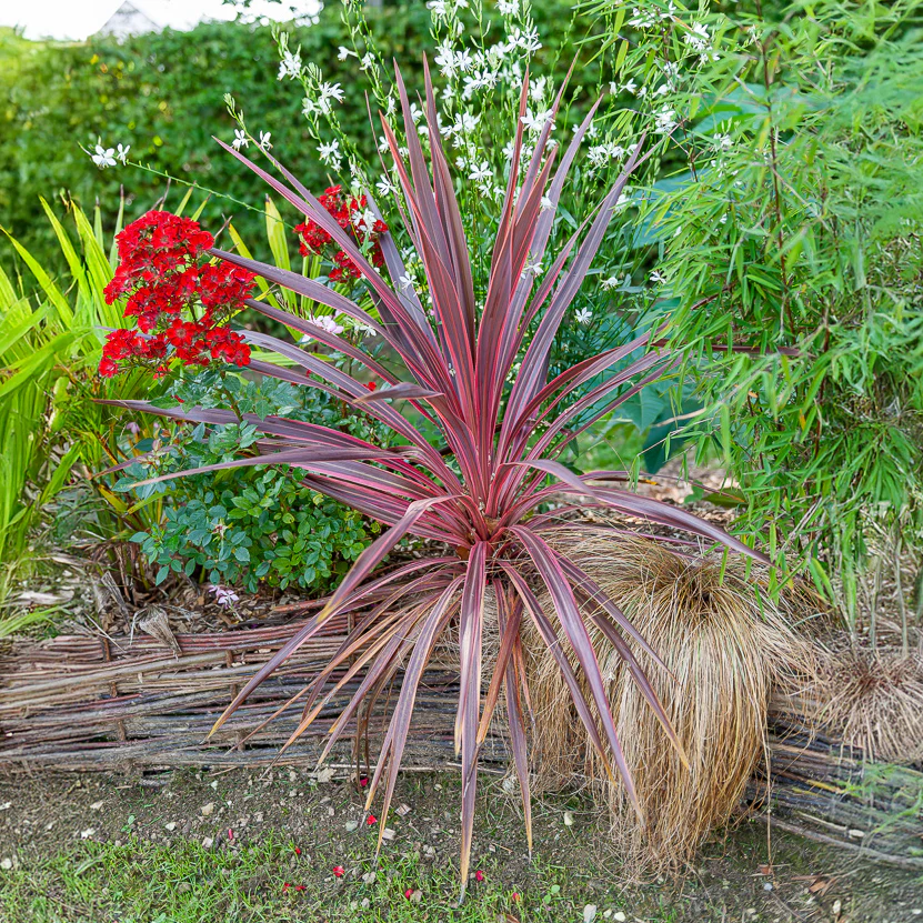 Cordyline australis Pink Passion® - Image 3