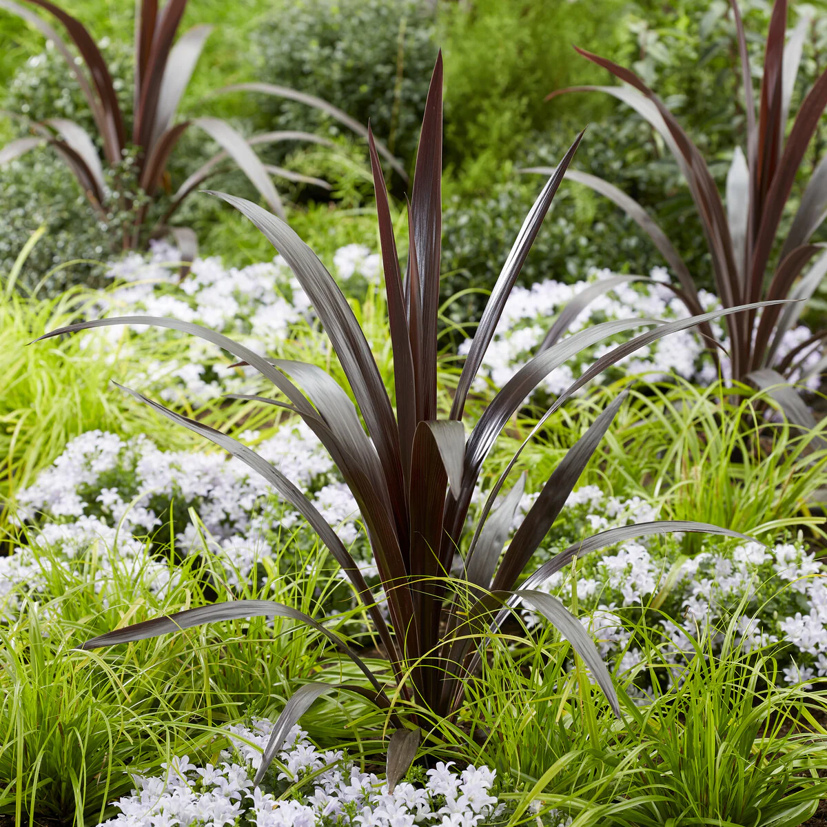 Cordyline obtecta Super Star ®