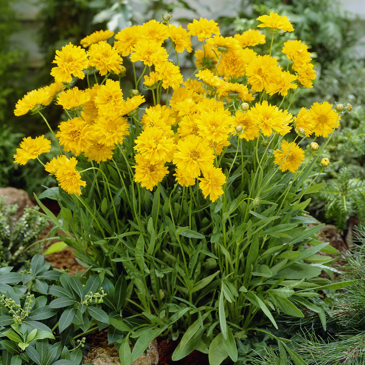Coreopsis à grandes fleurs Early Sunrise - Image 2