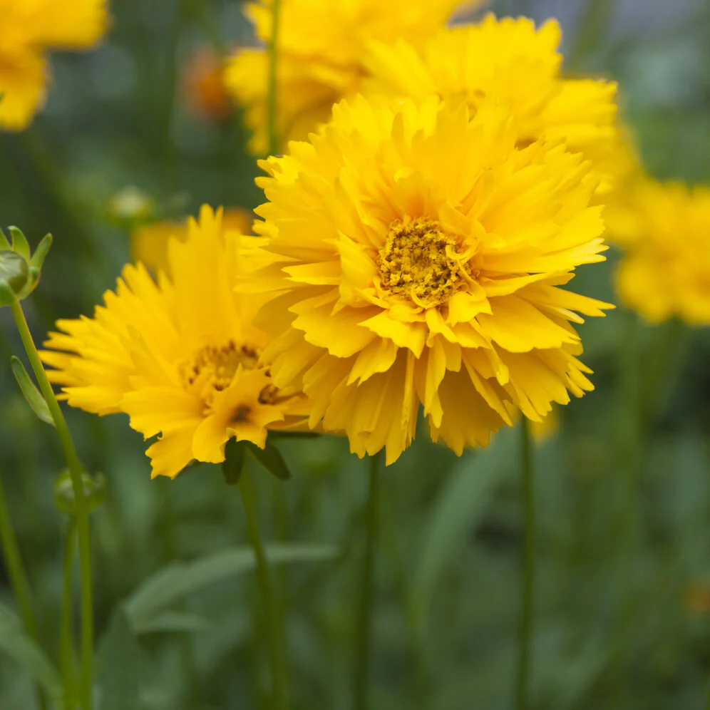 Coreopsis à grandes fleurs Early Sunrise - Image 3