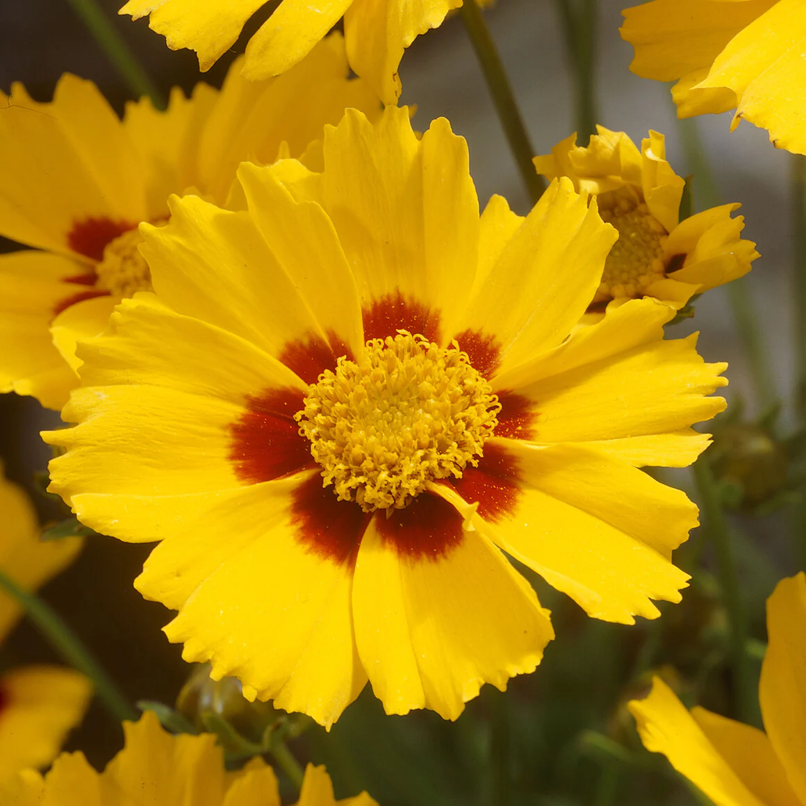 Coreopsis lancéolée Sterntaler - Image 2