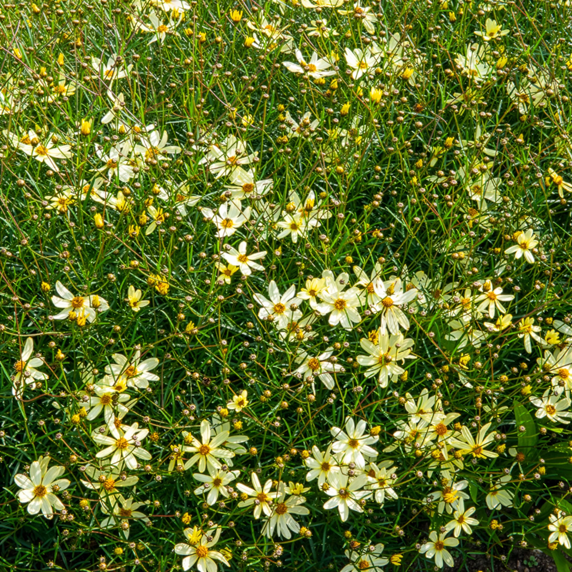 Coreopsis verticillé Moonbeam - Image 2