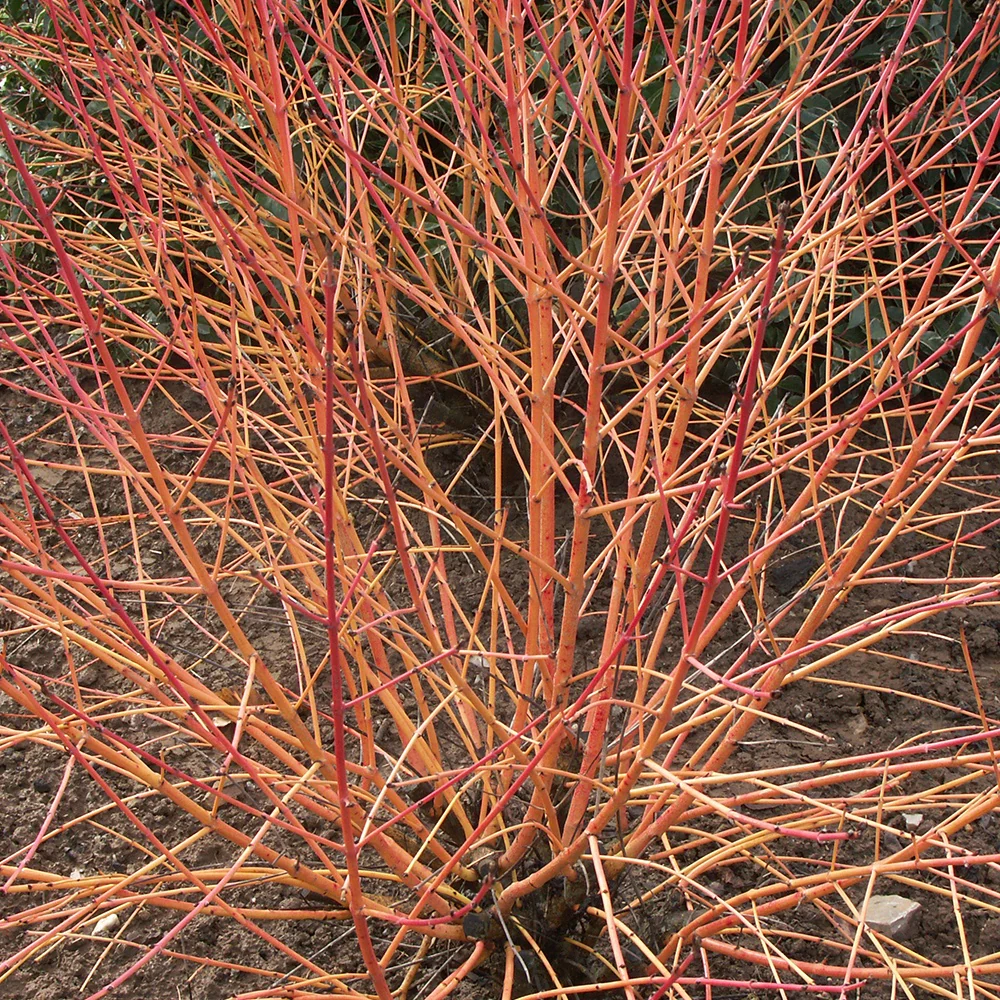 Cornouiller fluo Winter Flame - Image 4