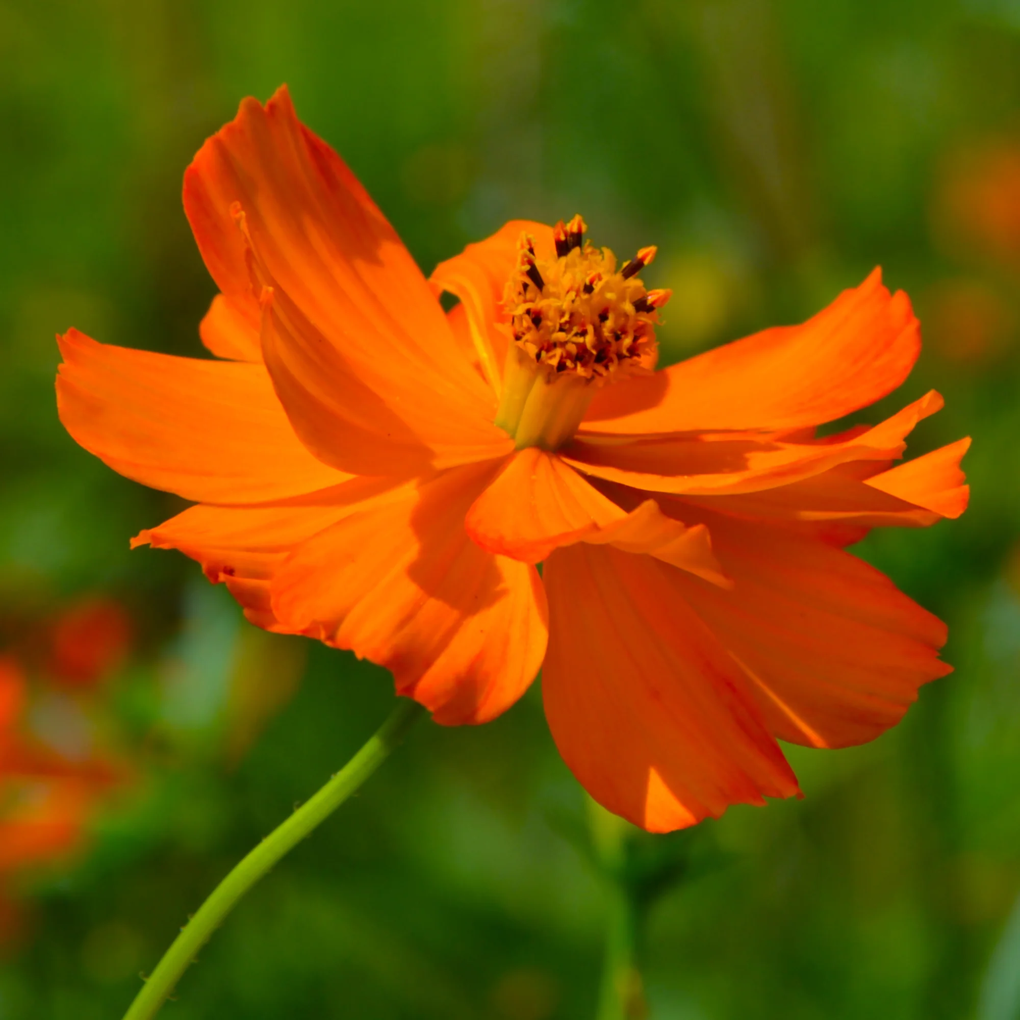Cosmos Brightlights