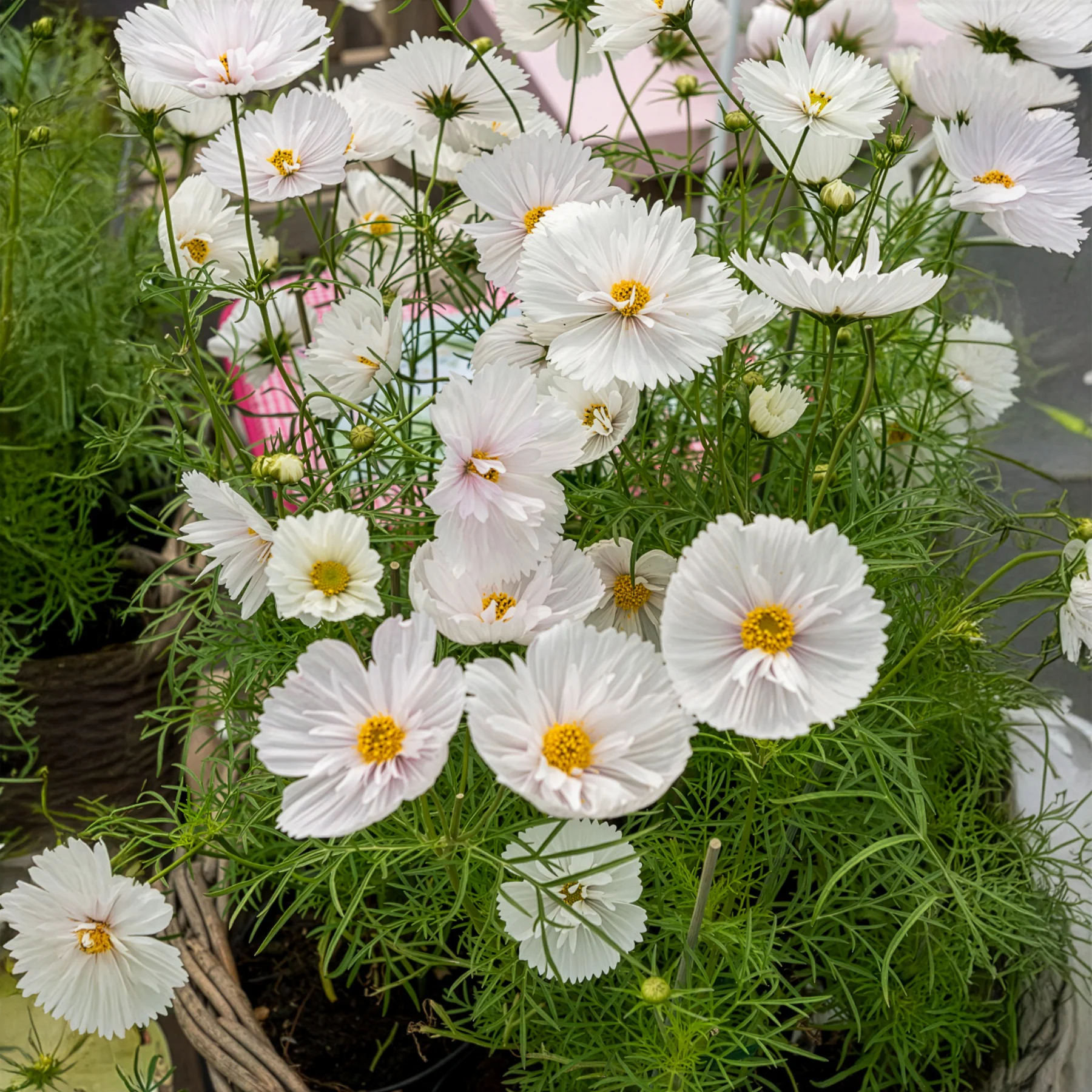 Cosmos Cupcakes White - Image 3
