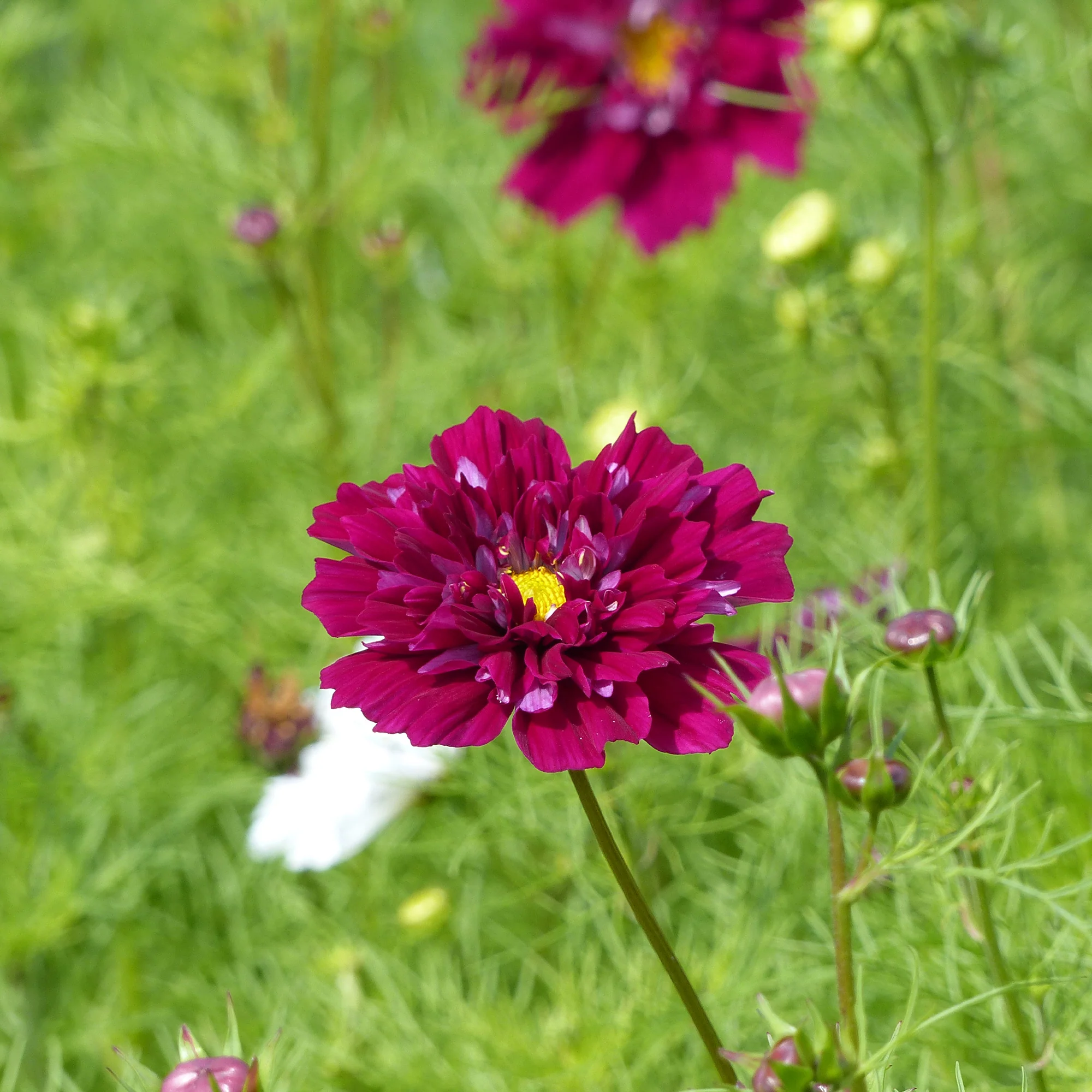 Cosmos double violet