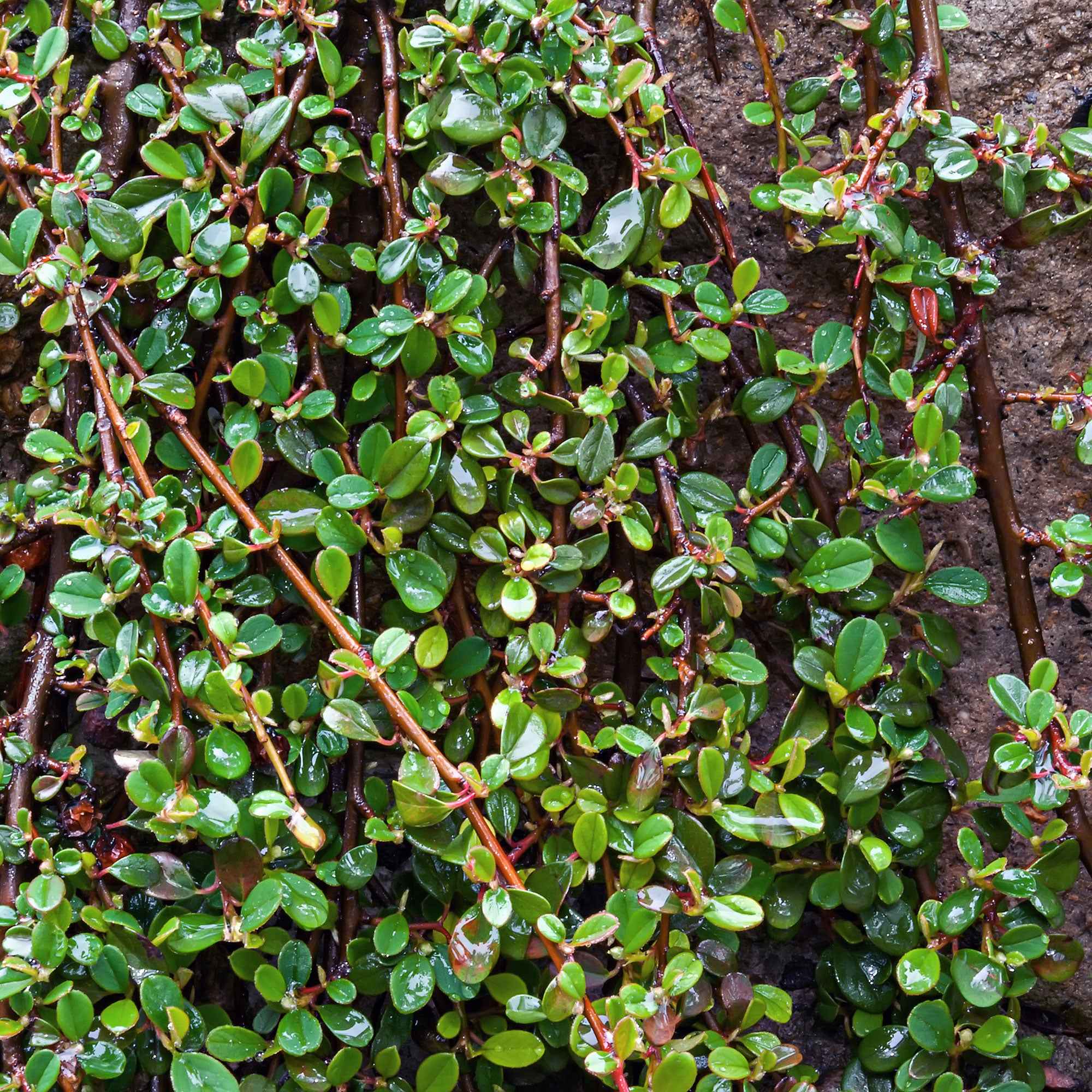 Cotoneaster de Dammer - Image 6