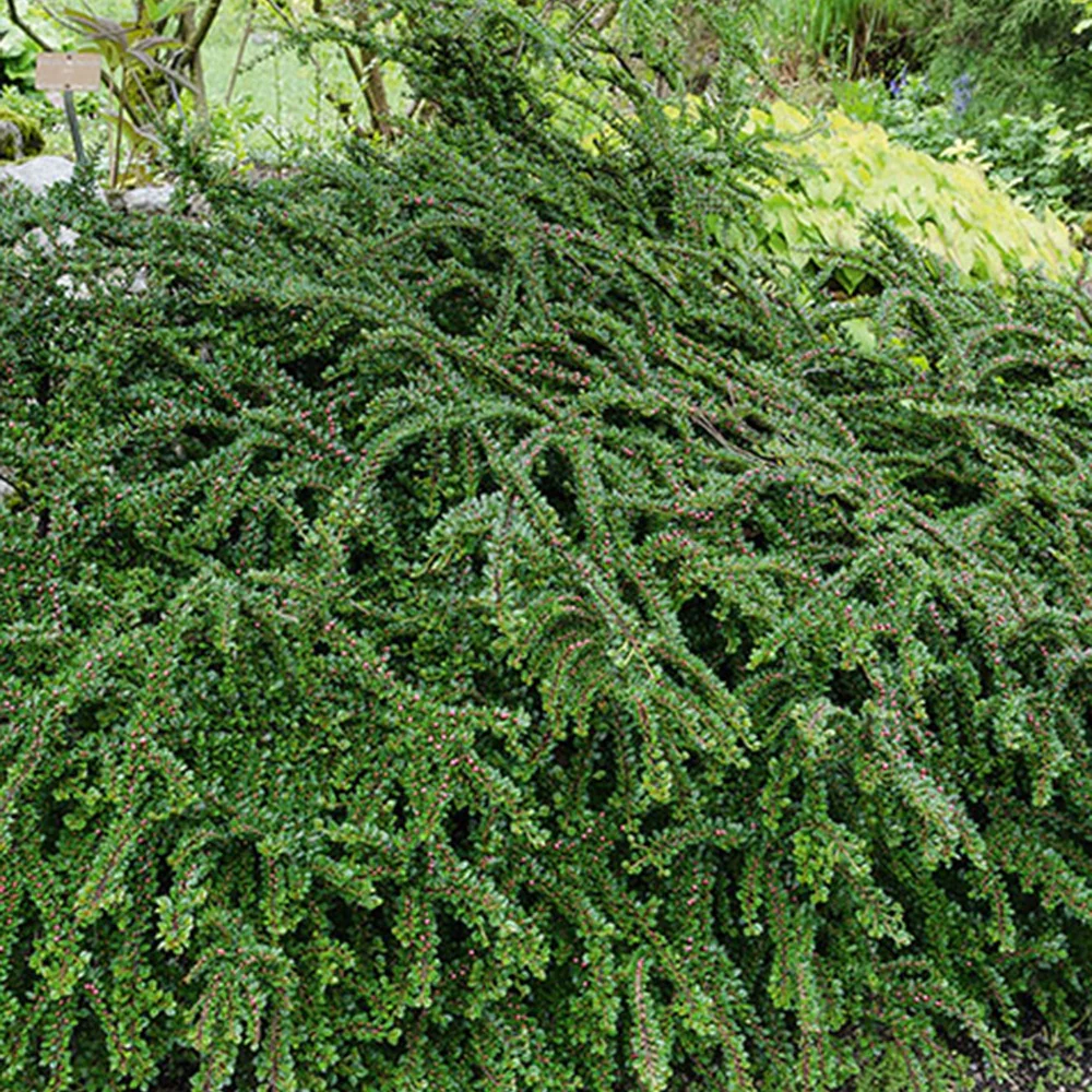 Cotoneaster rampant
