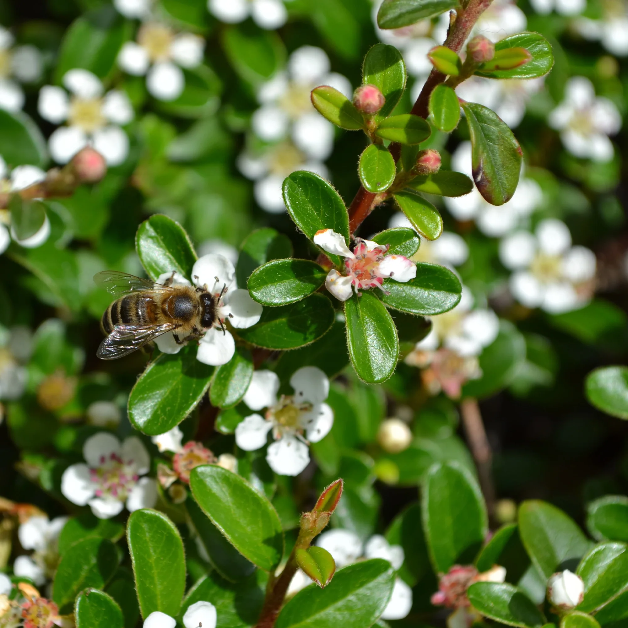 Cotoneaster rampant - Image 4