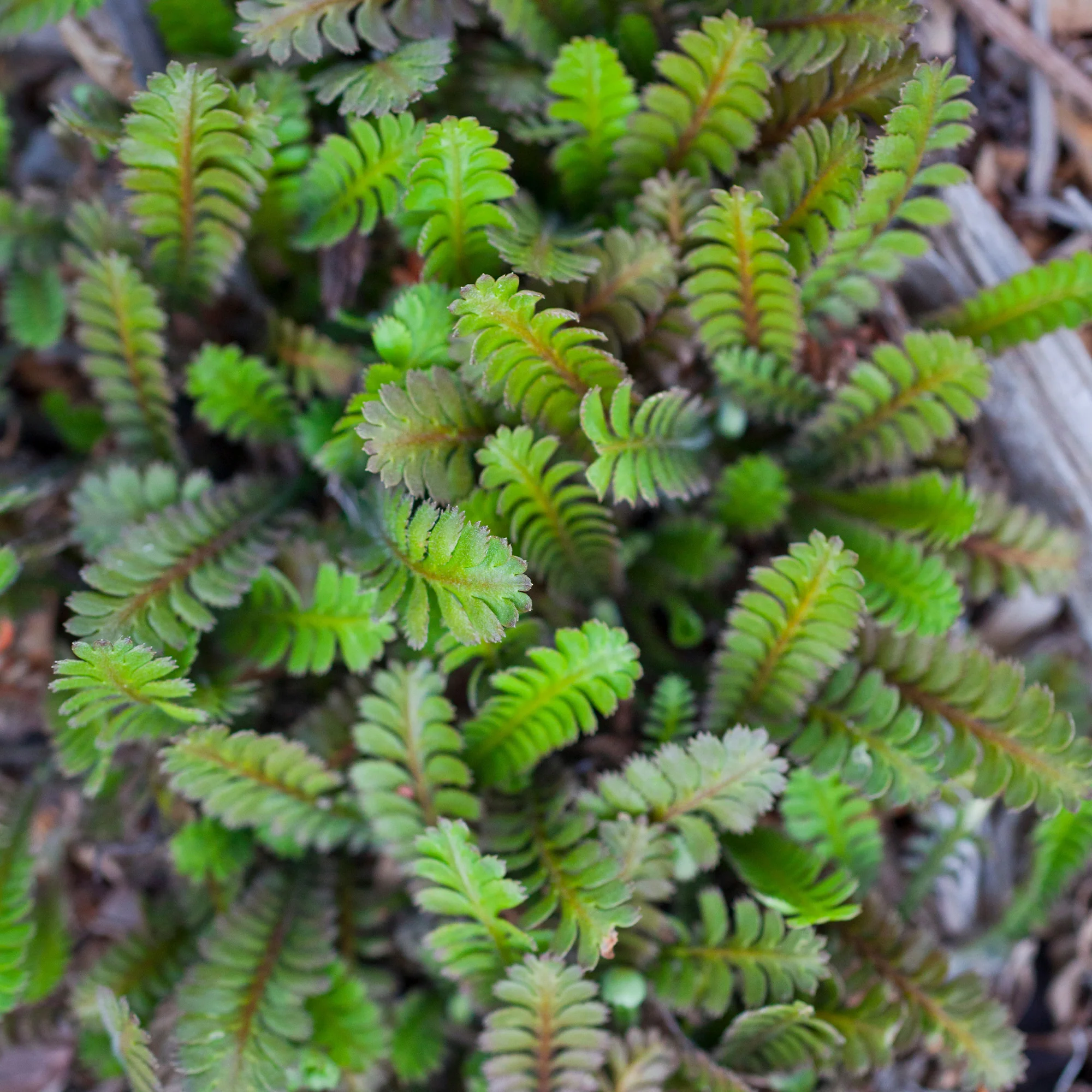 Cotule à bractées - Image 2