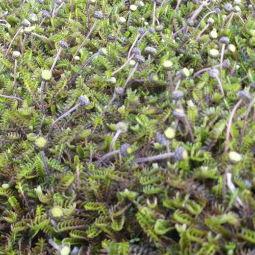Cotule à bractées - Image 3