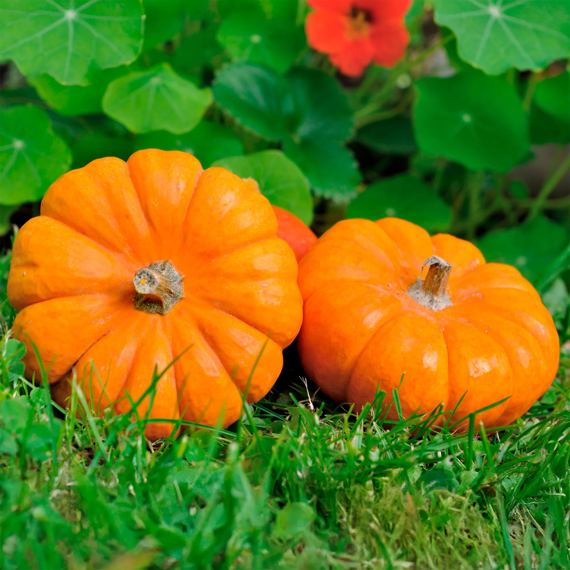 Courge Jack Be Little