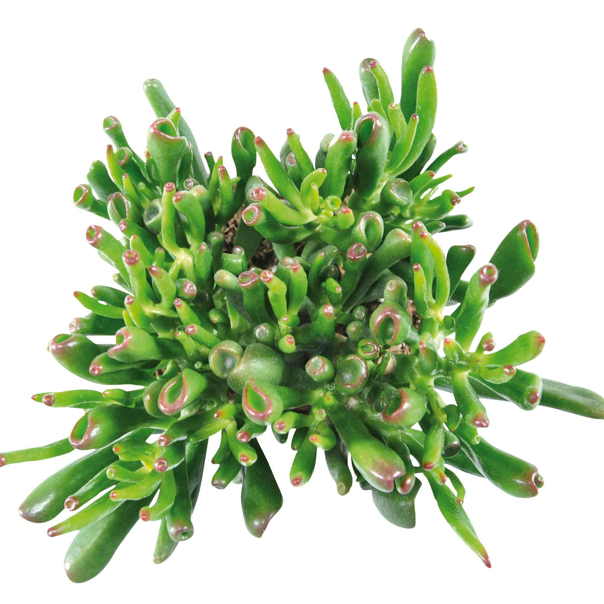 Crassula hobbit - Image 3