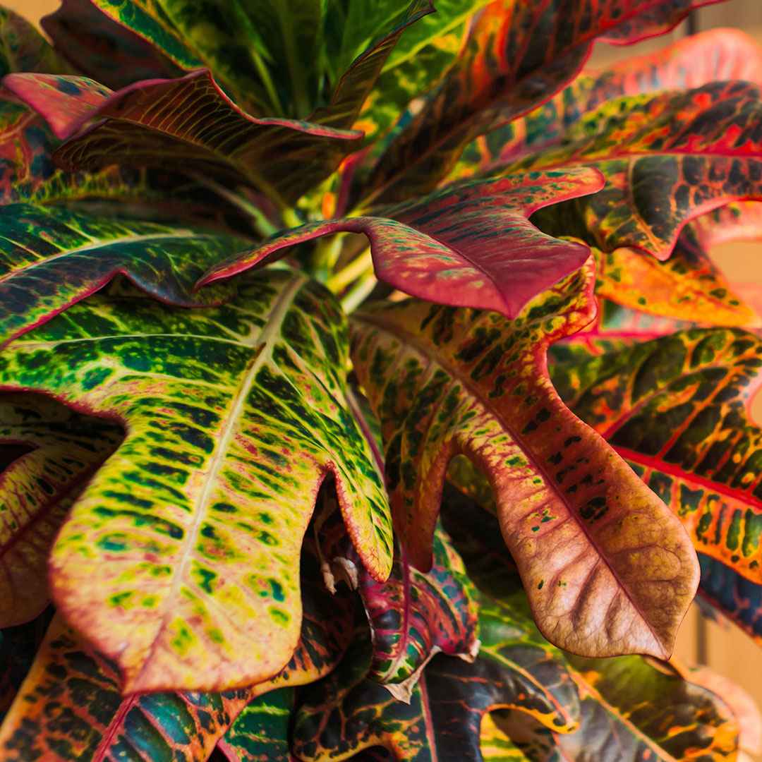 Croton Mrs. Iceton - Image 3