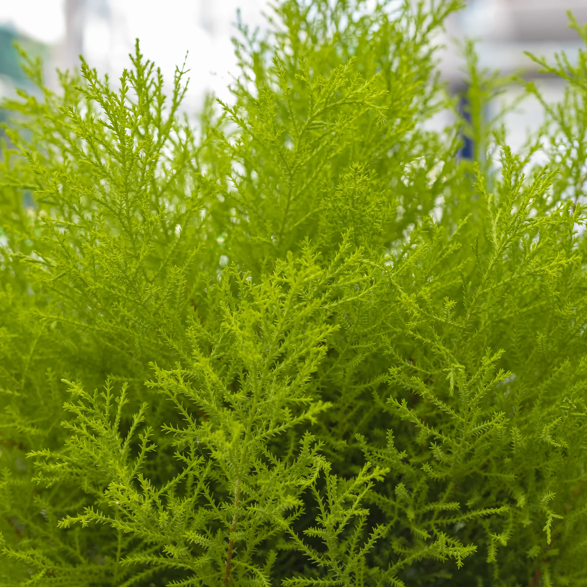 Cupressus Goldcrest Wilma - Image 3