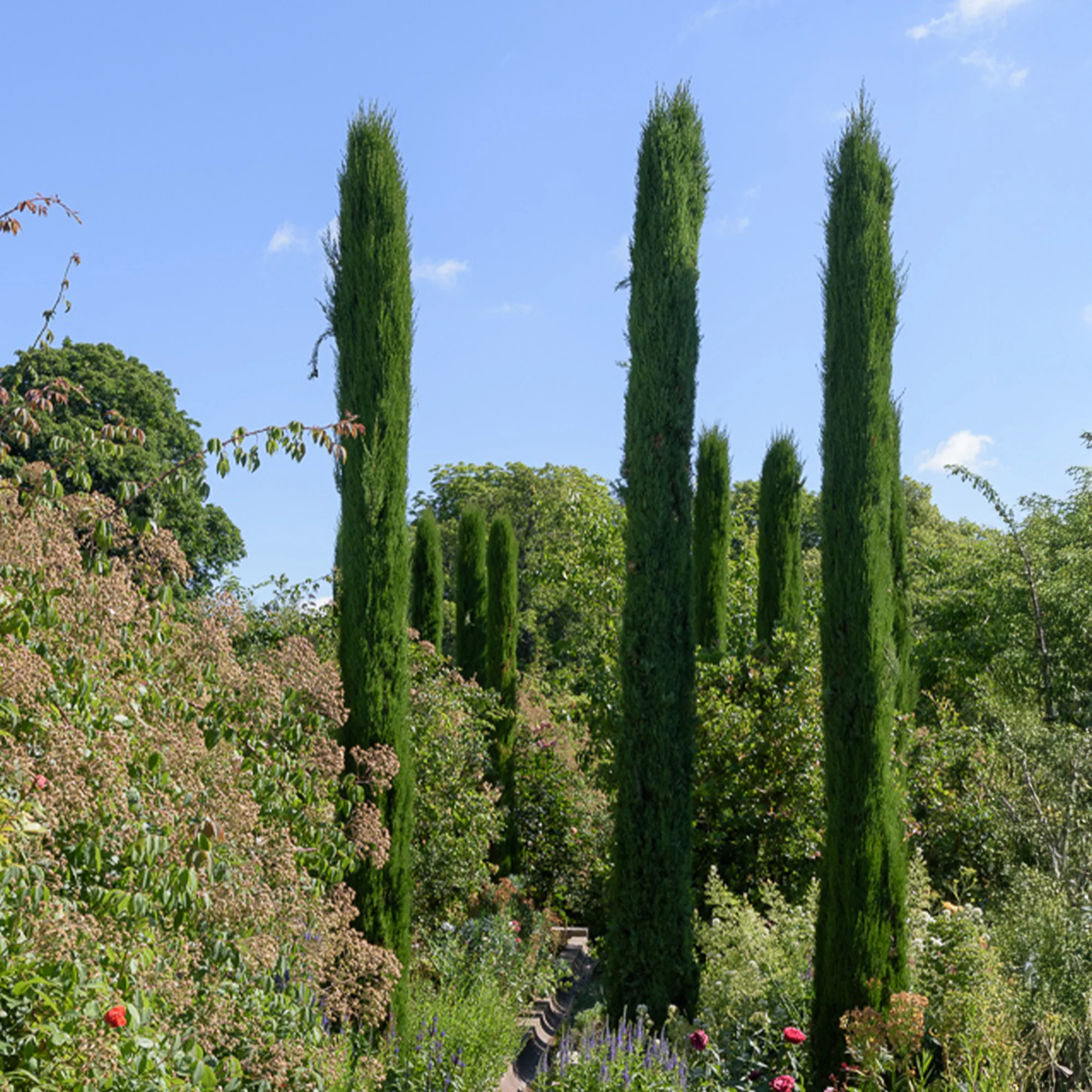 Cyprès d'Italie Stricta
