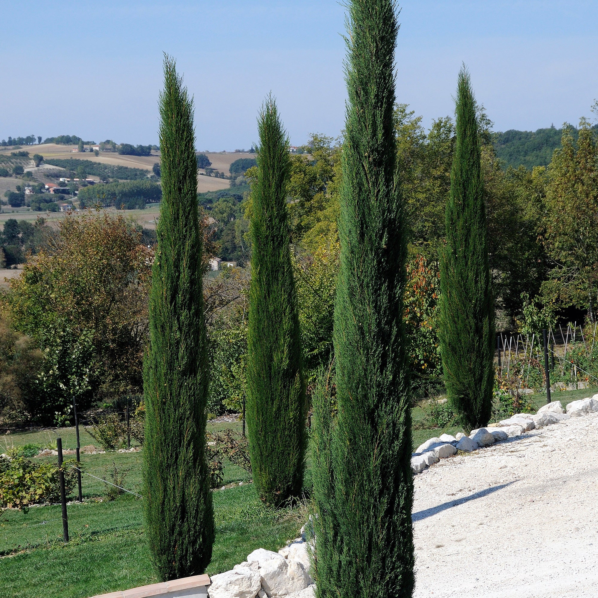 Cyprès d'Italie Stricta - Image 3