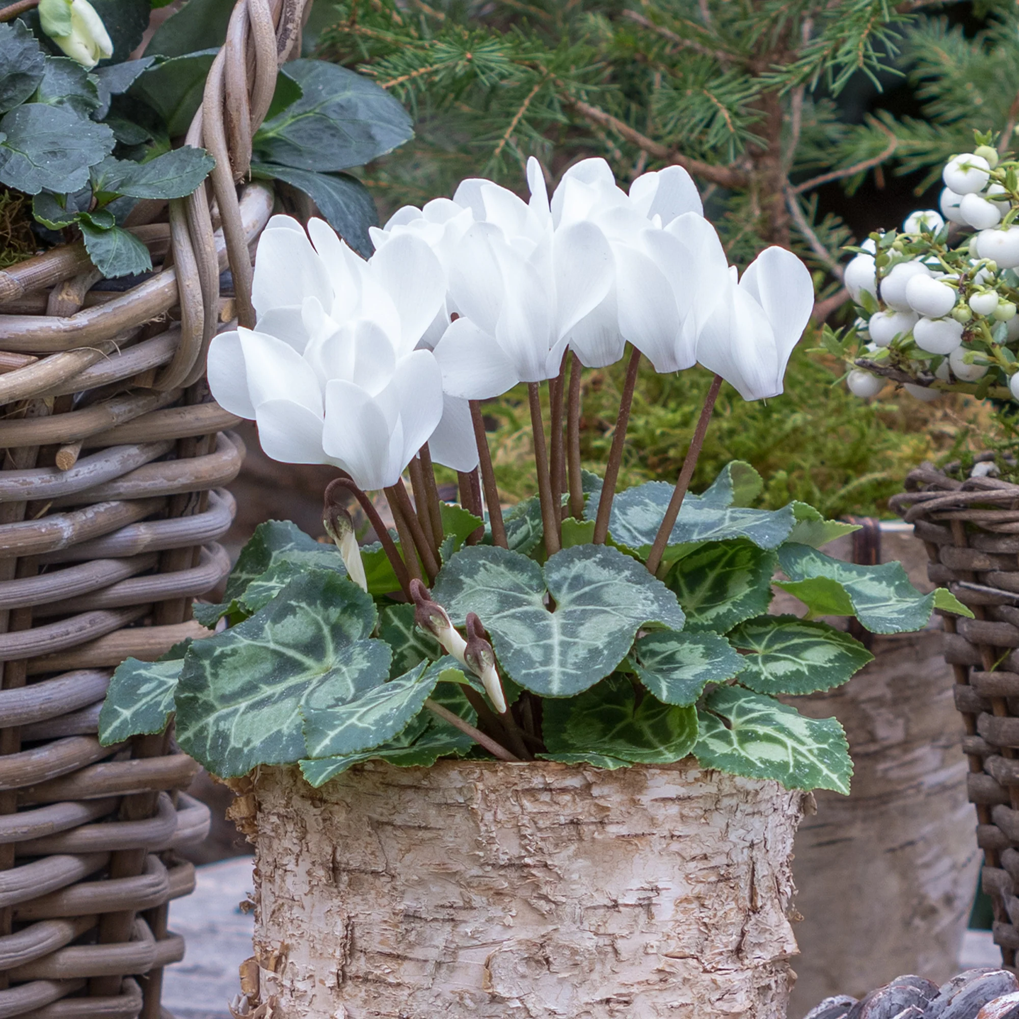 3 Cyclamens blancs - Image 3
