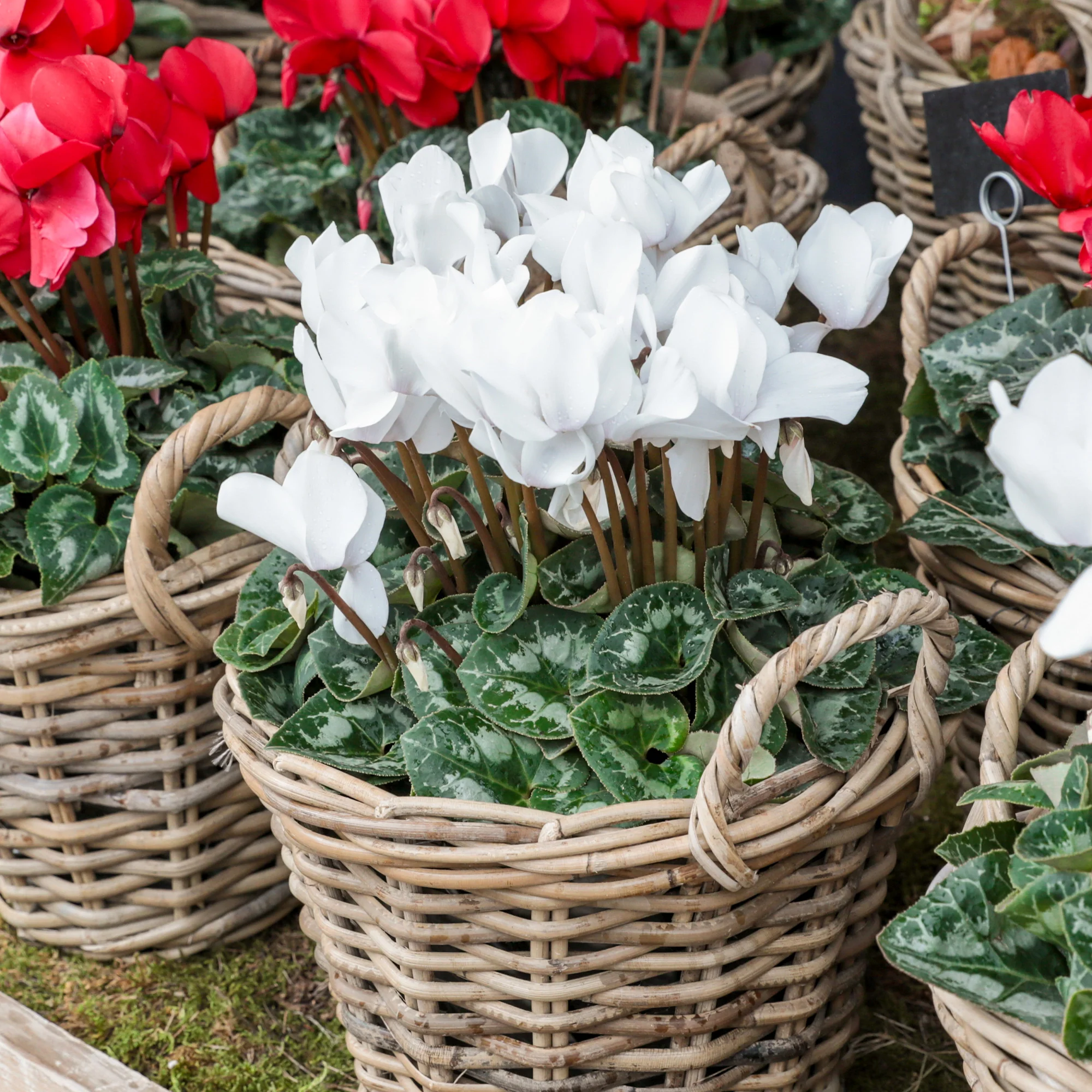 3 Cyclamens blancs - Image 5
