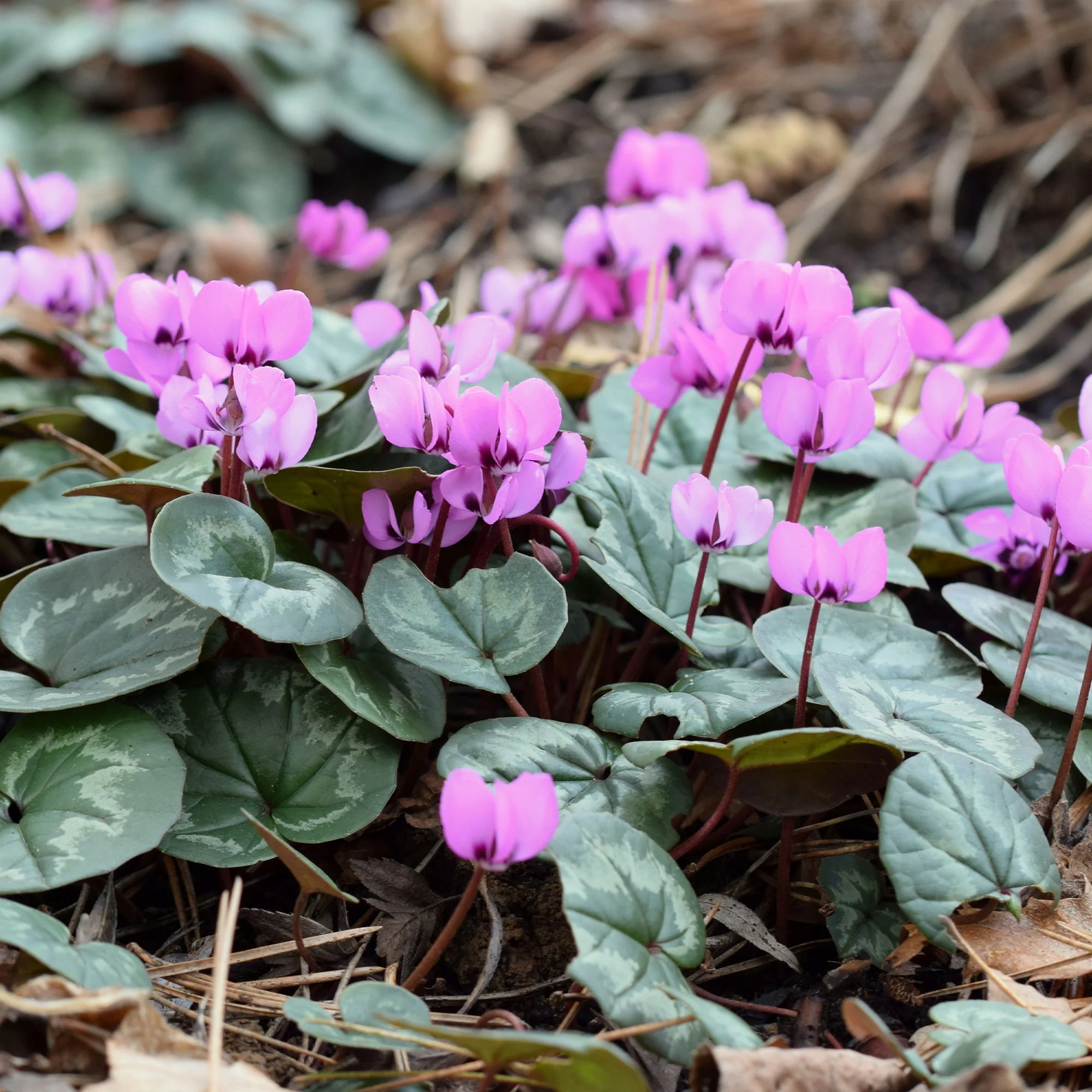 Cyclamen coum Rose