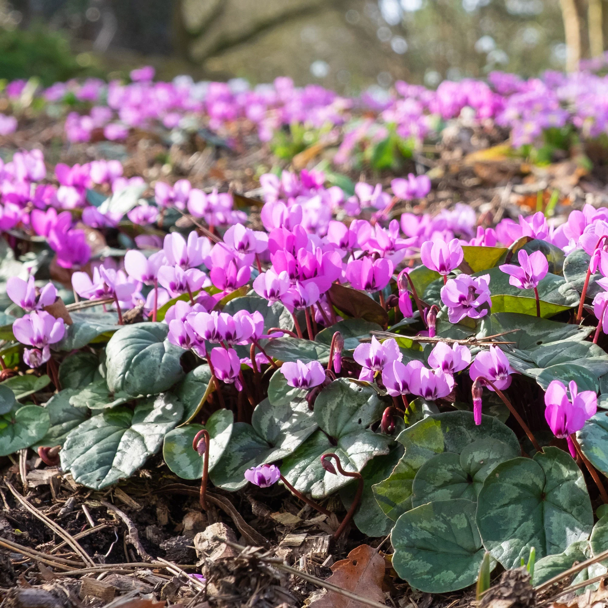 Cyclamen coum Rose - Image 2