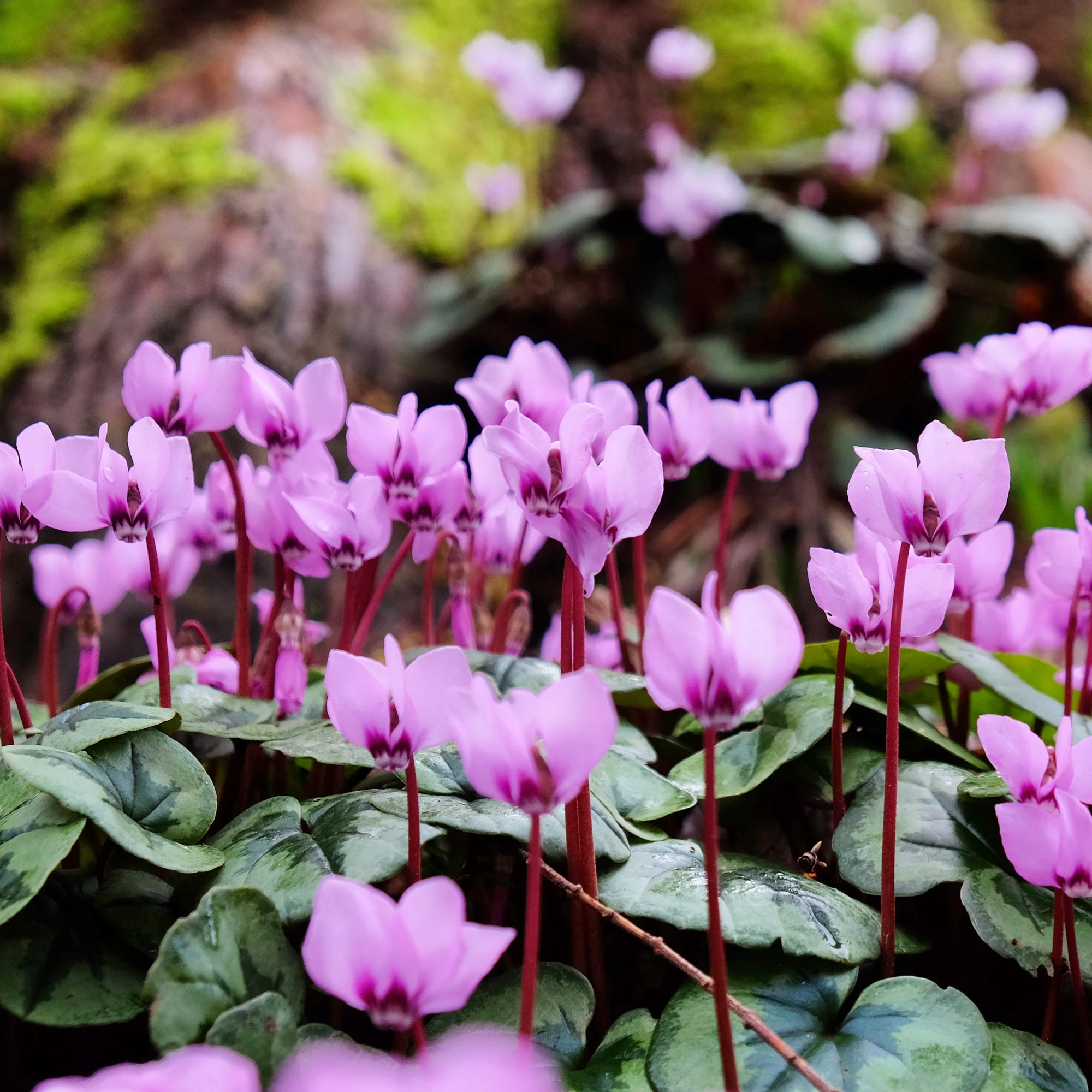 Cyclamen coum Rose - Image 3