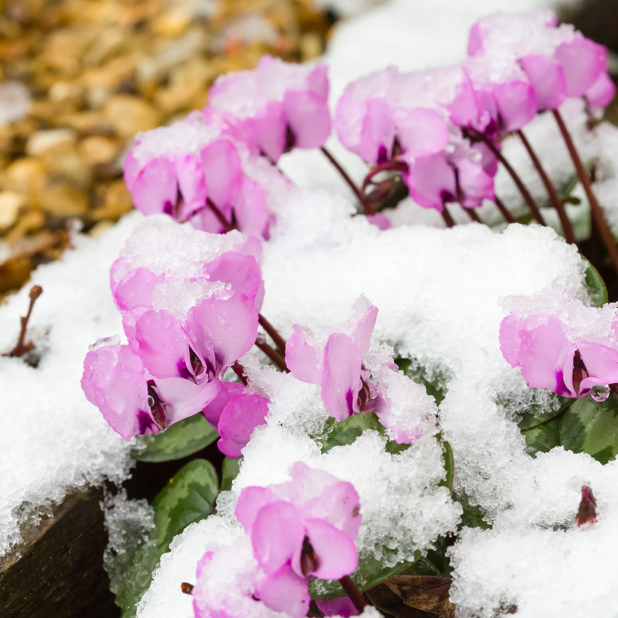 Cyclamen coum Rose - Image 4