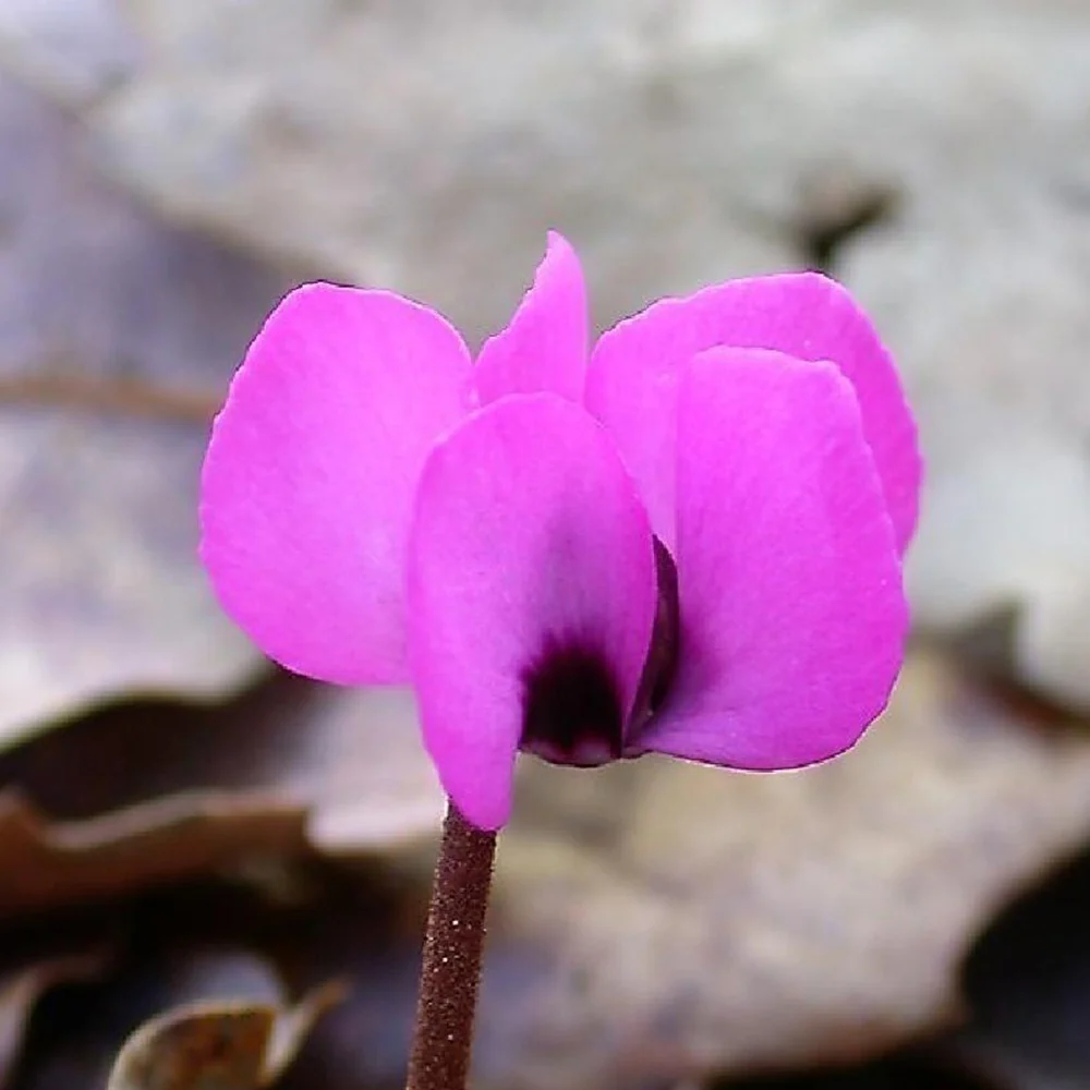 Cyclamen coum Rose - Image 5