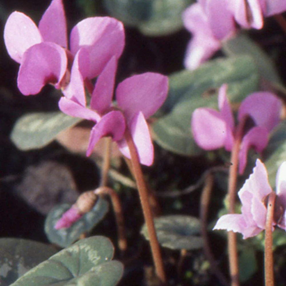 Cyclamen coum Rose - Image 7