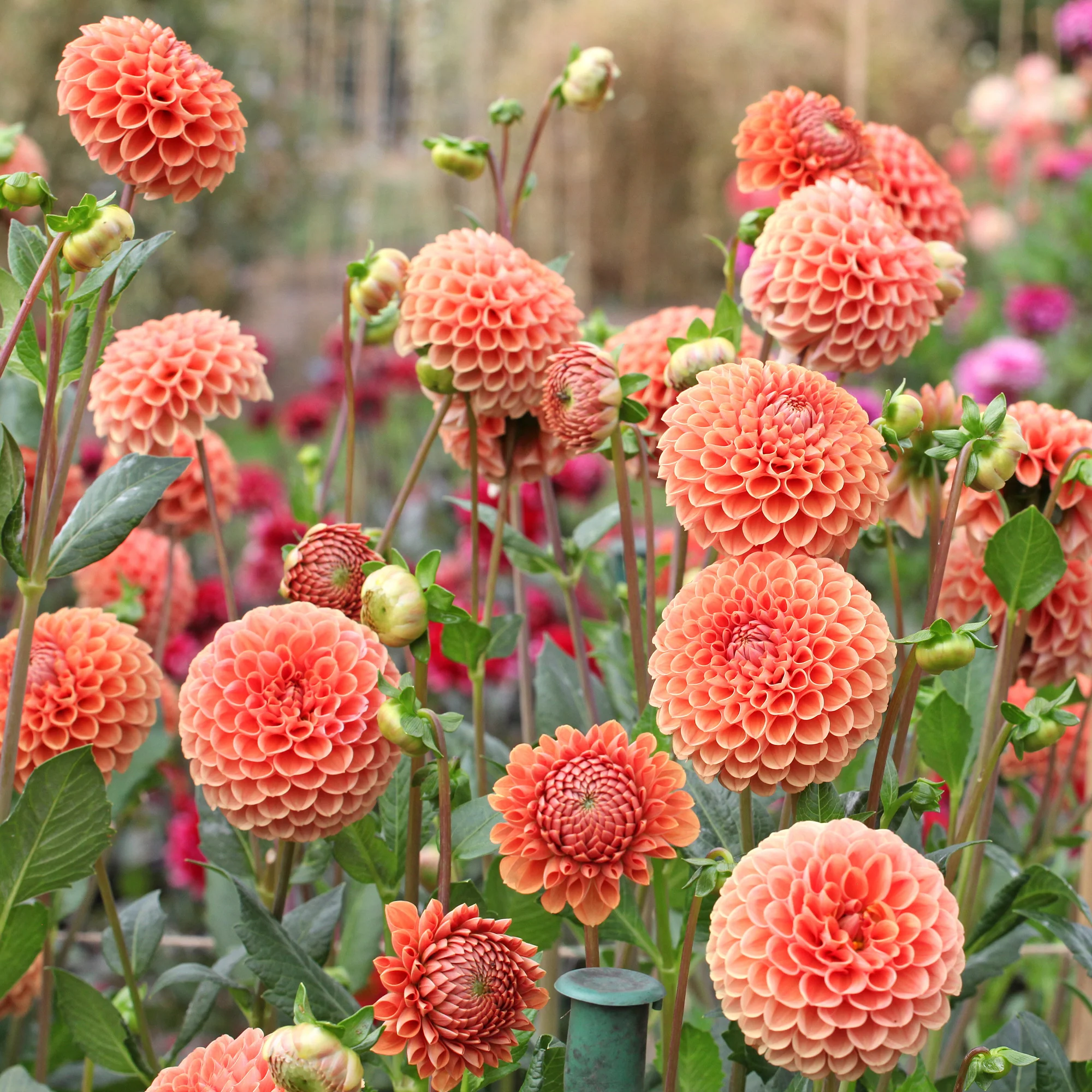 Dahlia ball Cornel Bronze