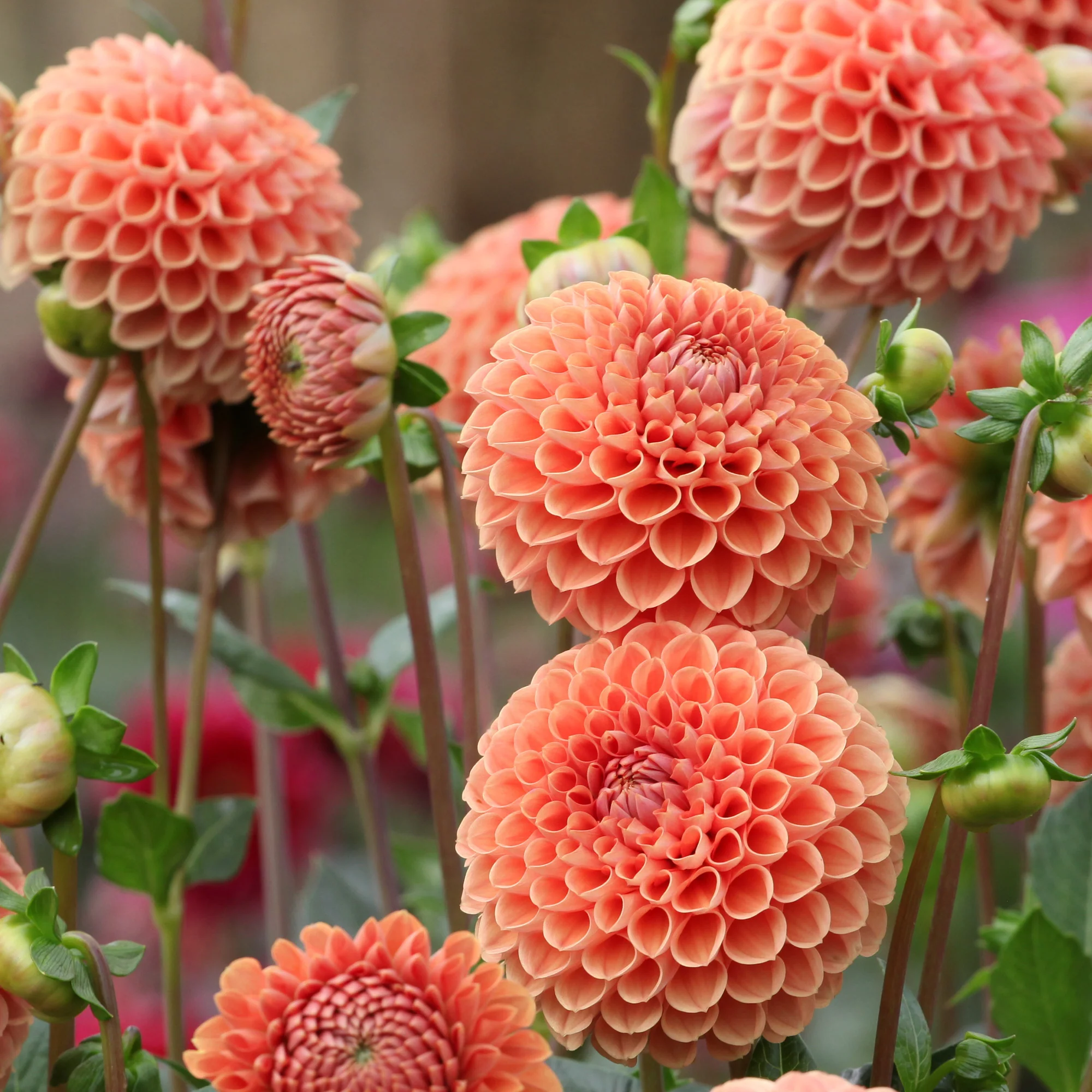 Dahlia ball Cornel Bronze - Image 2