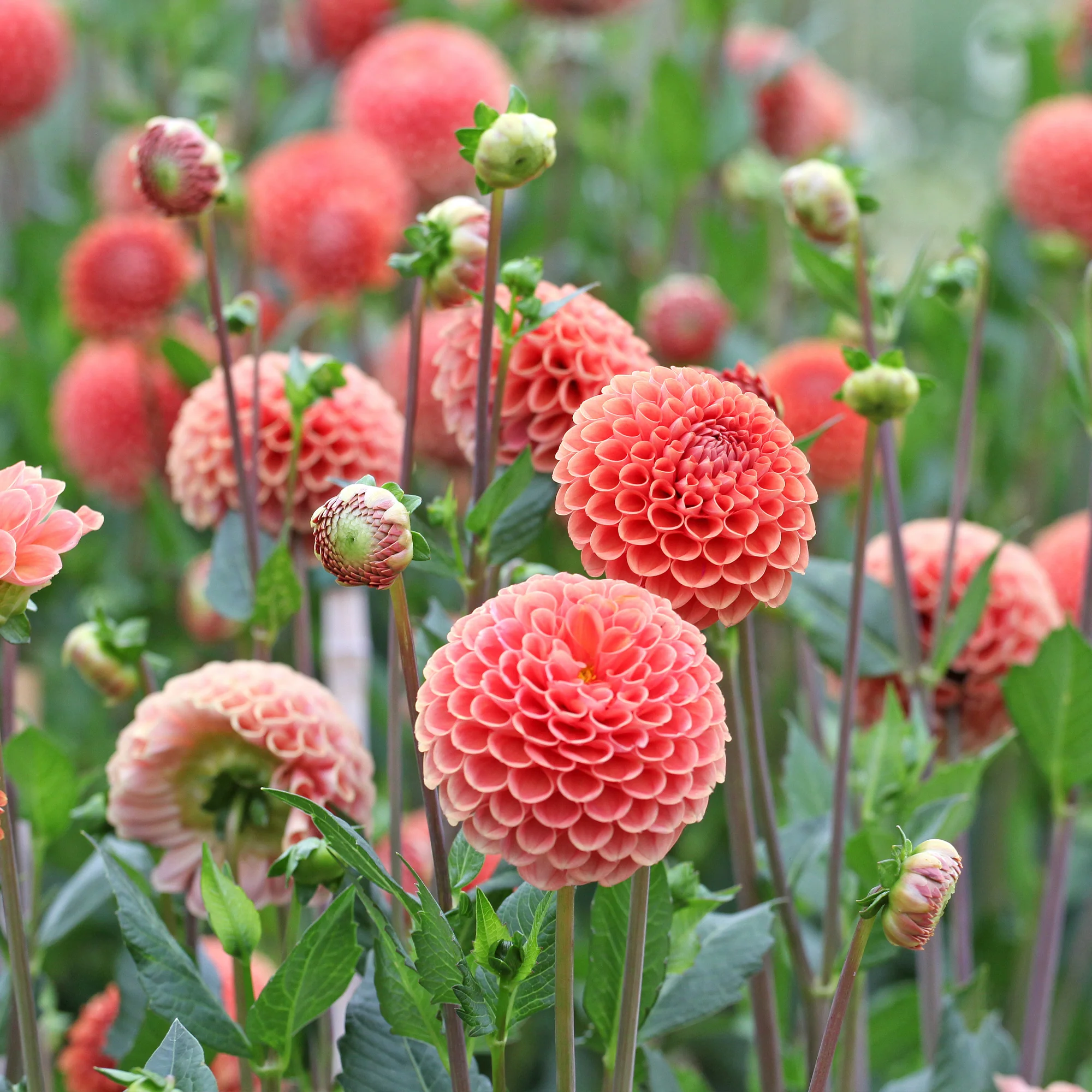 Dahlia ball Cornel Bronze - Image 3
