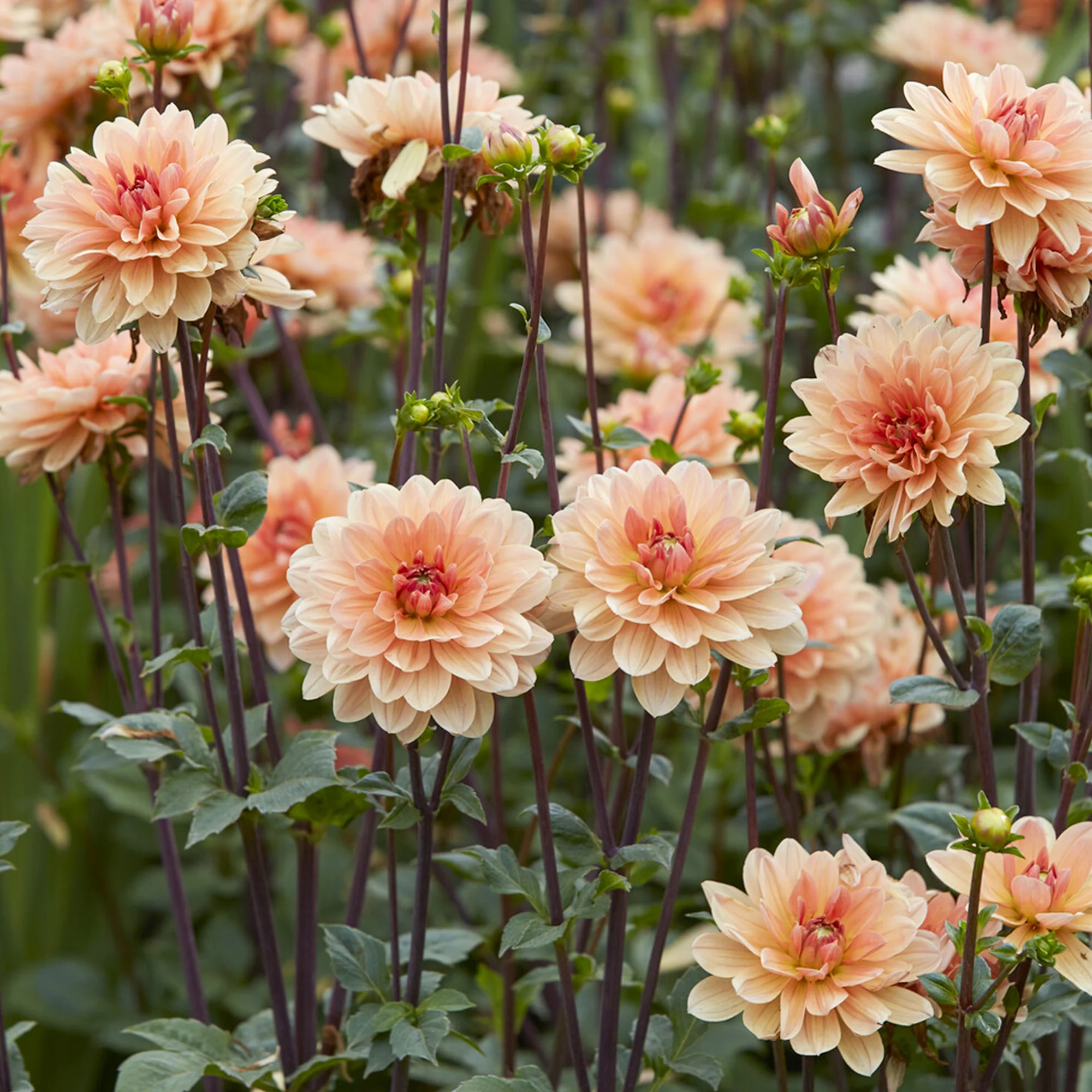 Dahlia décoratif Apricot Desire