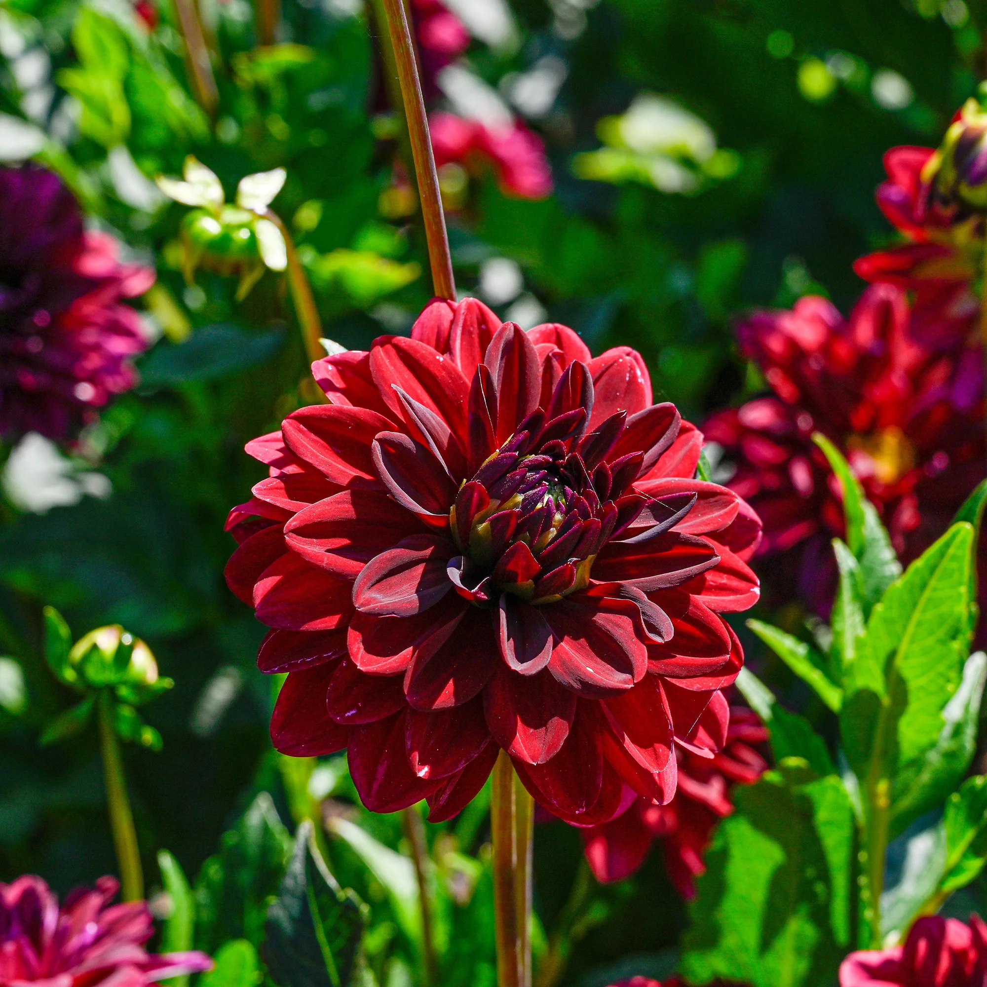 Dahlia décoratif Arabian Night