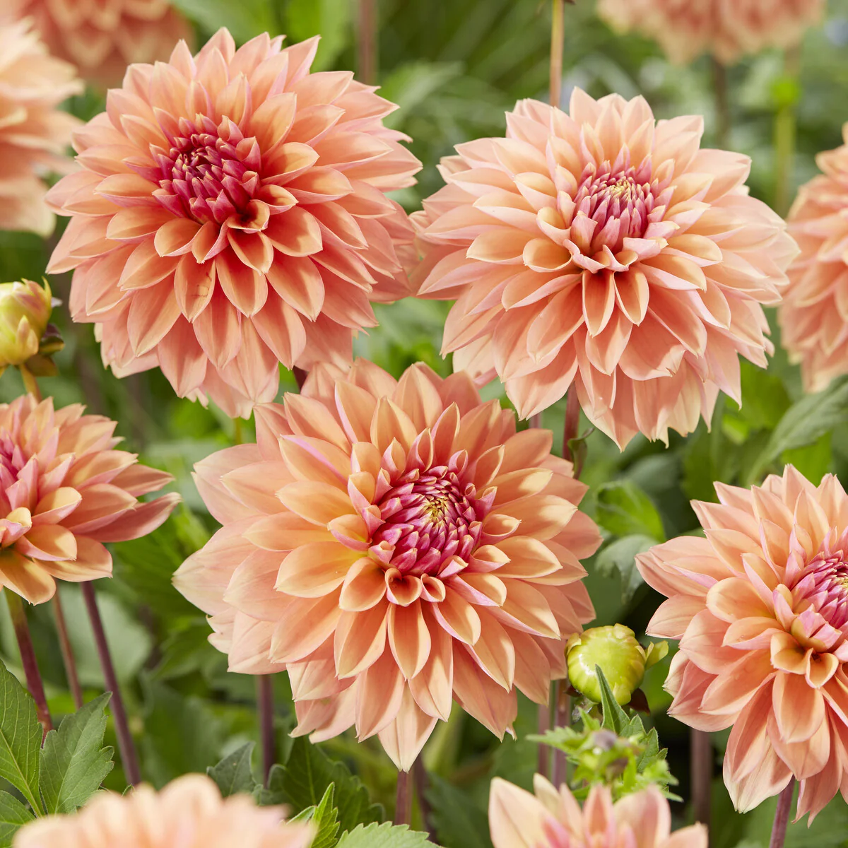 Dahlia décoratifs Kick off - Image 2