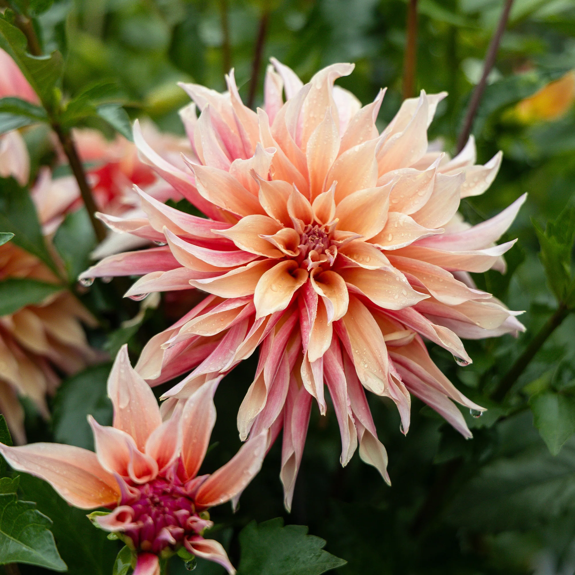 Dahlia décoratifs Labyrinth