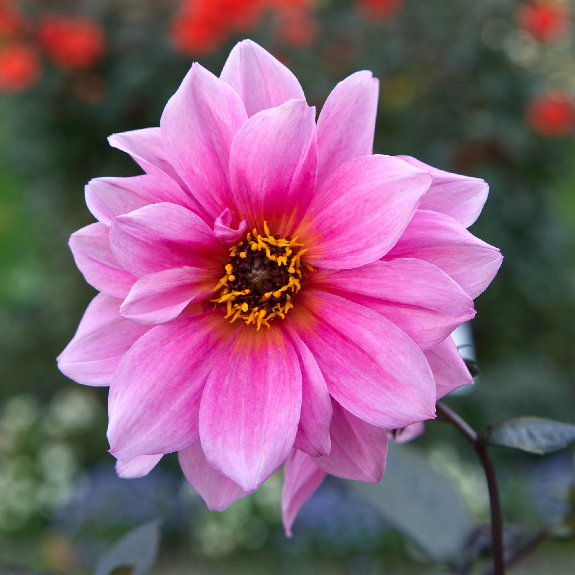 Dahlia Fascination - Image 2