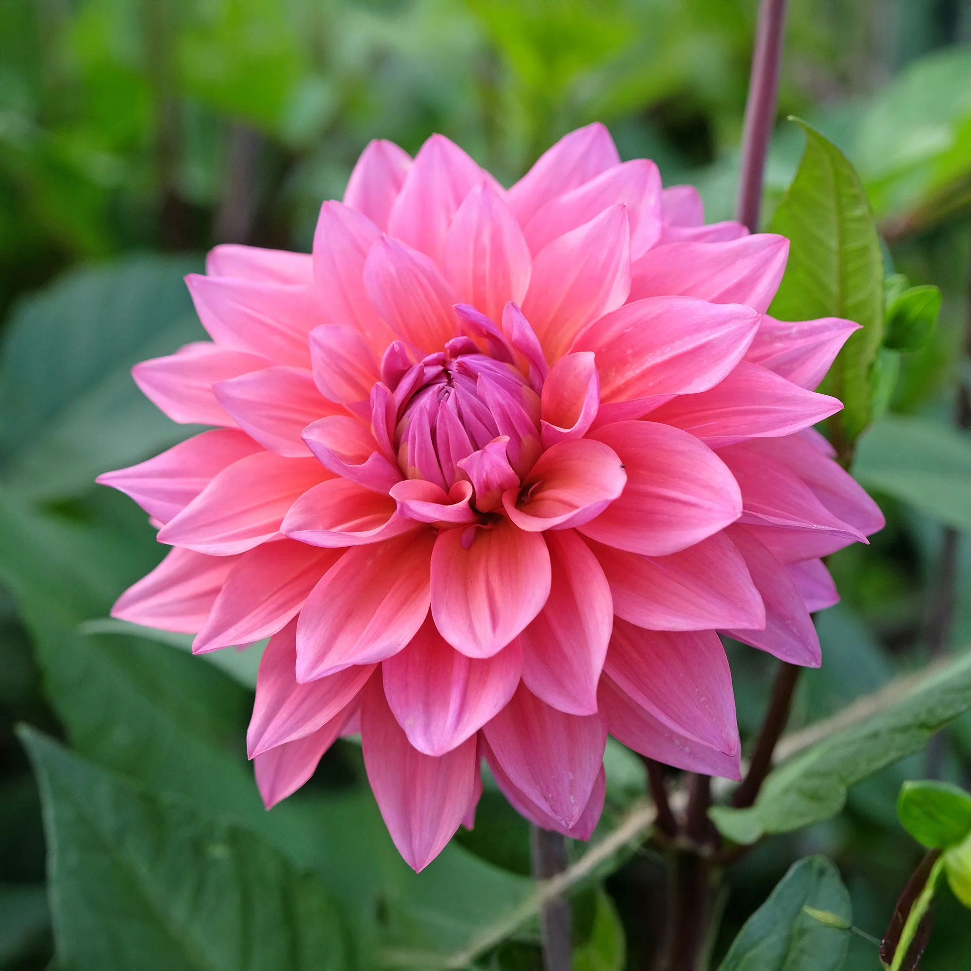 Dahlia Feline Yvonne