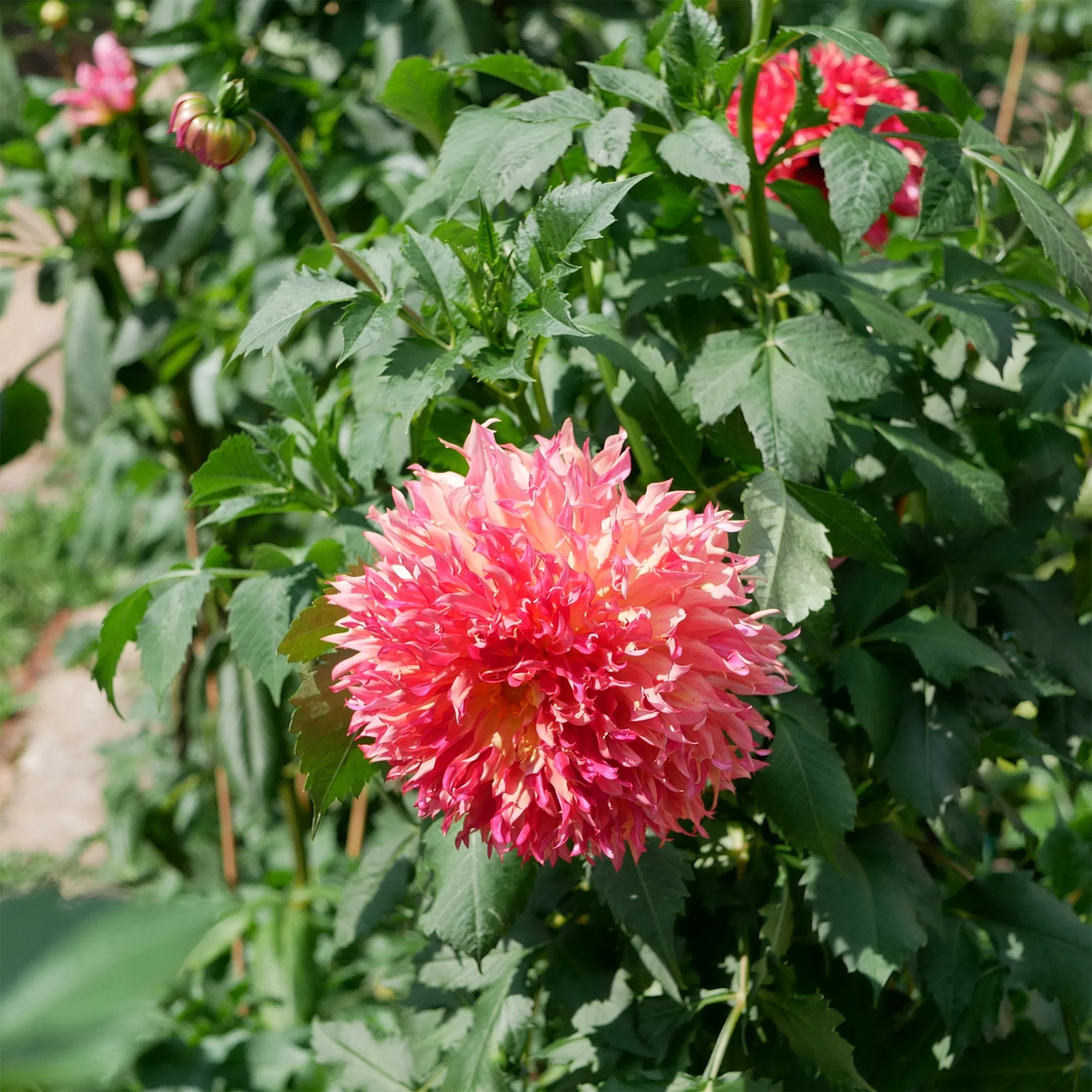 Dahlia Fubuki Myrtle's Folly - Image 3