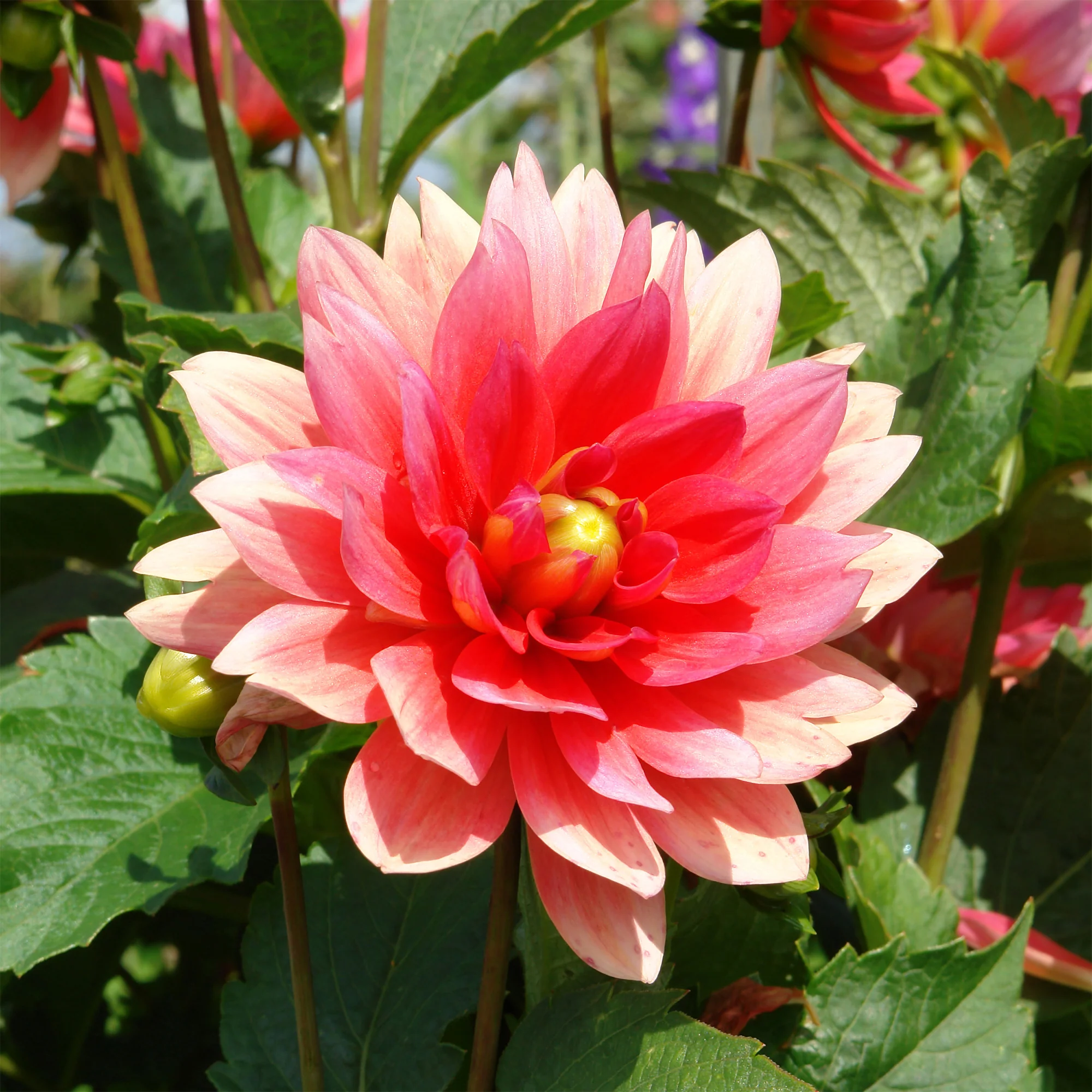 Dahlia nain Berliner Kleene - Image 2